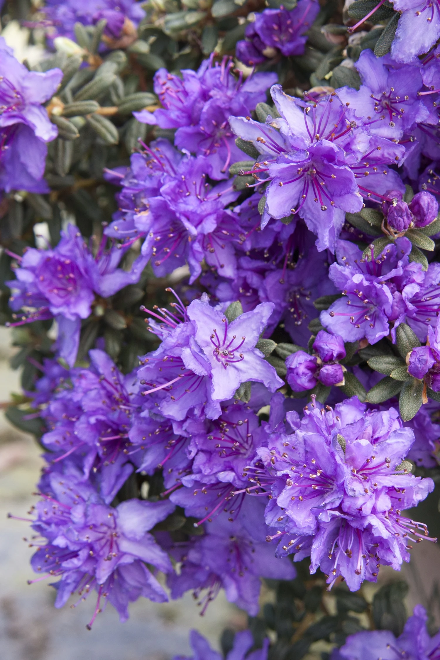 Dwarf Purple Rhododendron