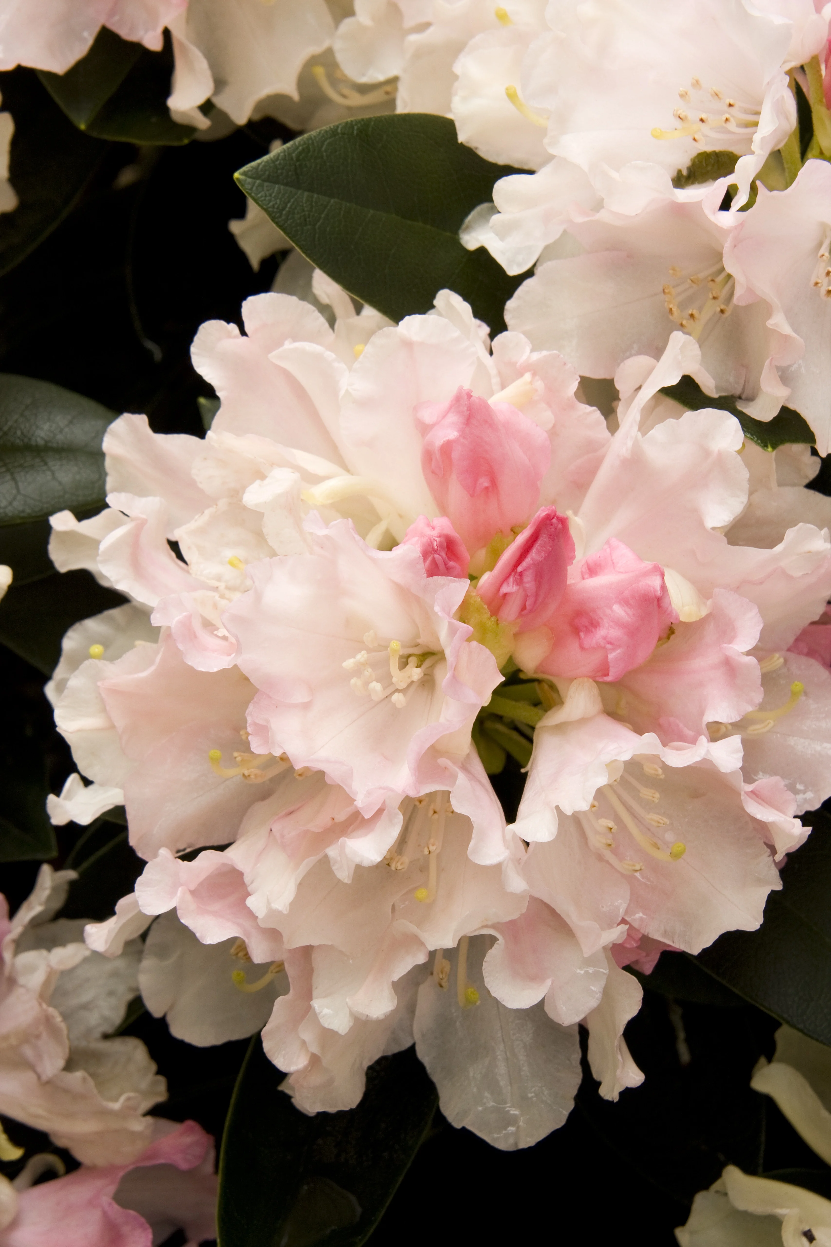 Dreamland Rhododendron 1 Dreamland Rhododendron
