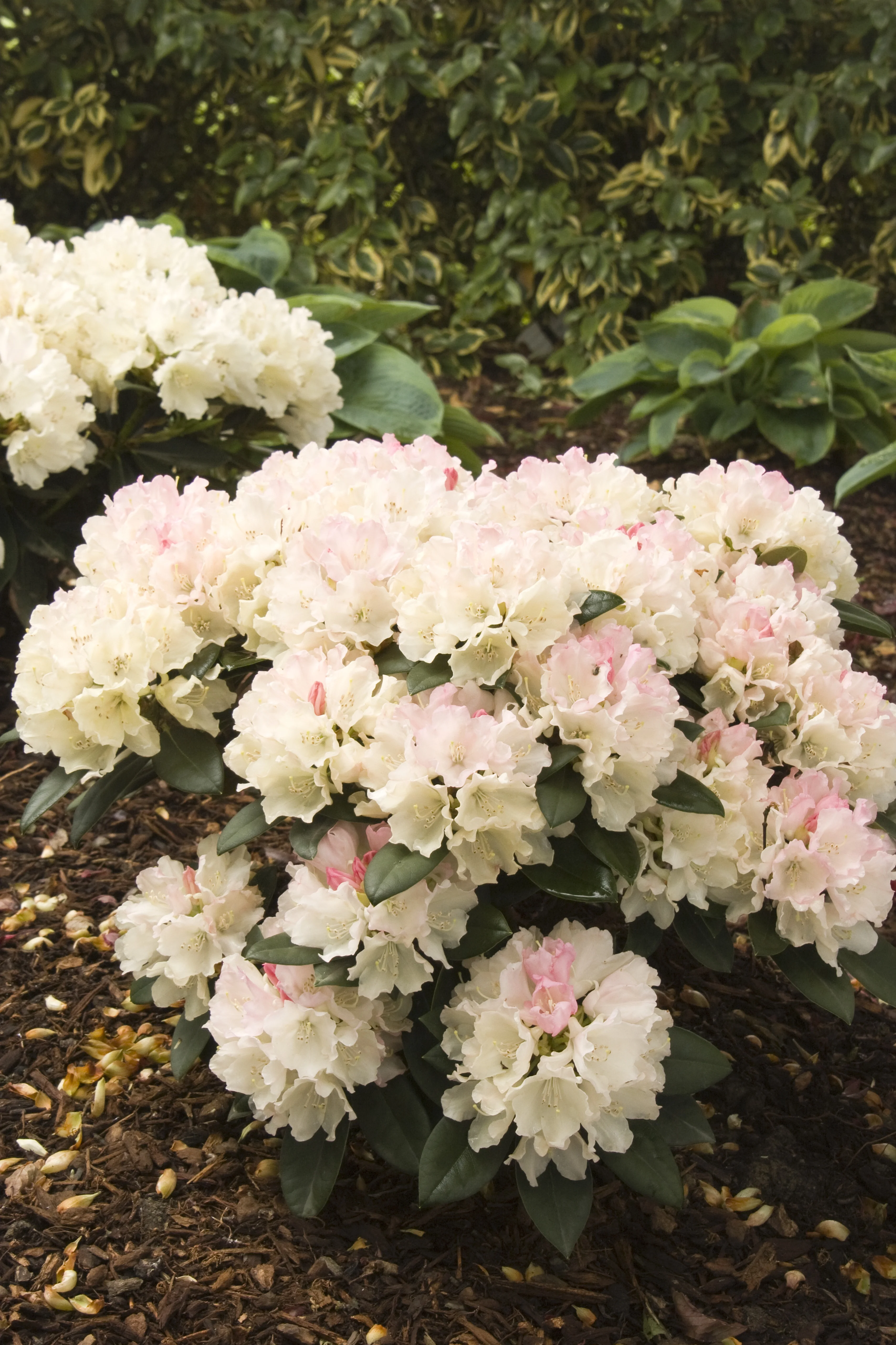 Dreamland Rhododendron 2 Dreamland Rhododendron