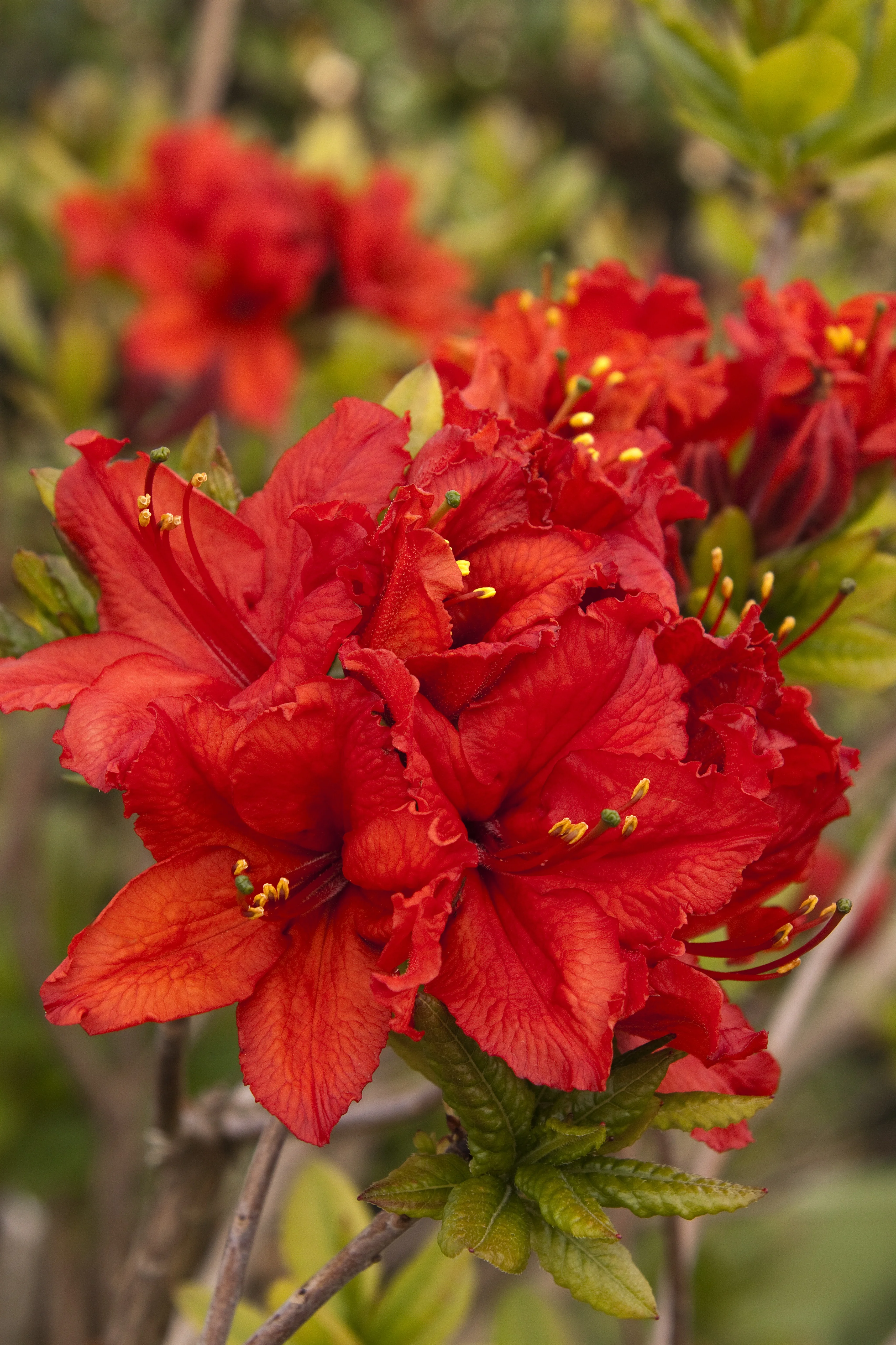 Red Sunset Azalea 5 Red Sunset Azalea