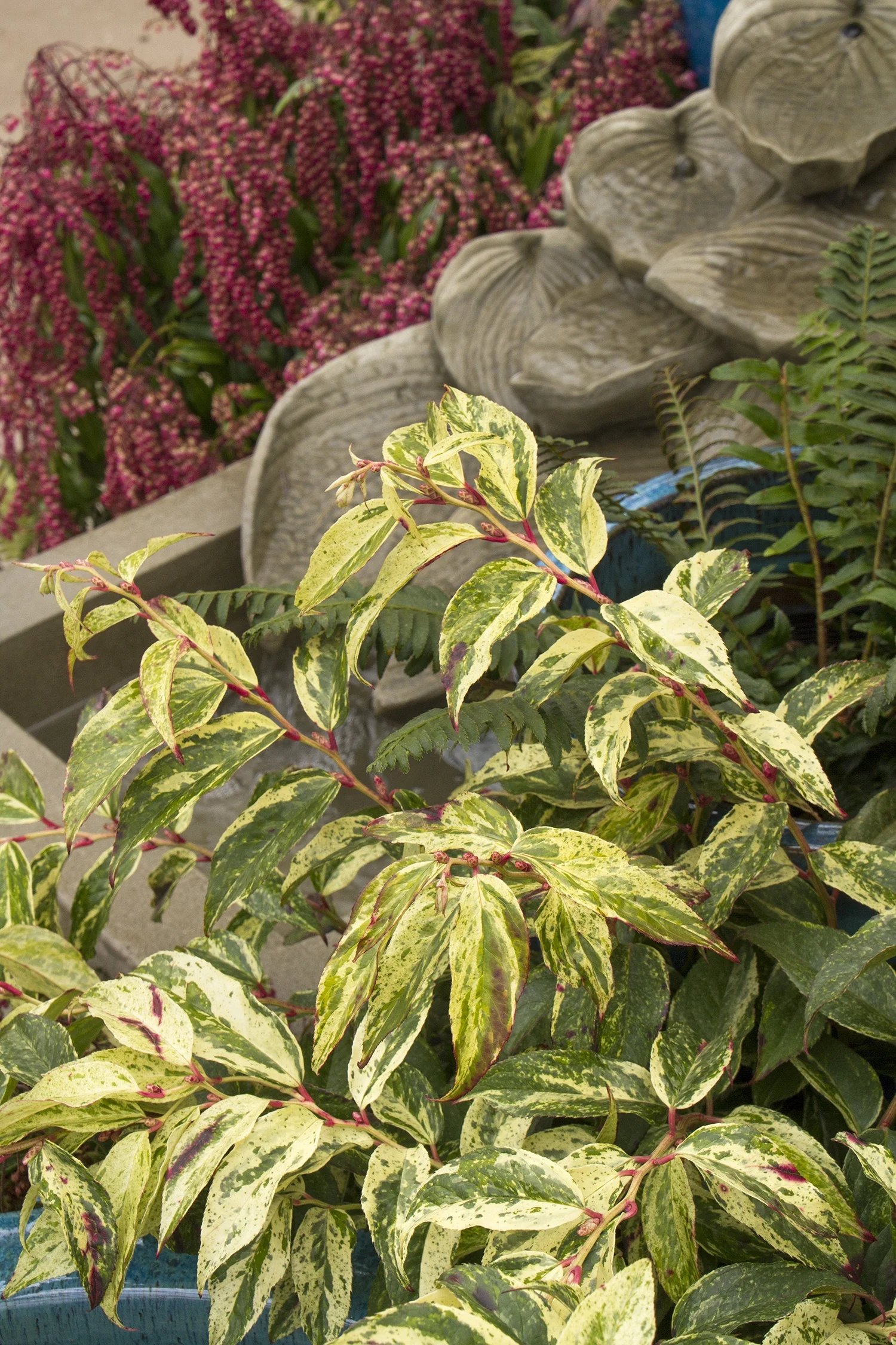 Rainbow Drooping Leucothoe 7 Rainbow Drooping Leucothoe