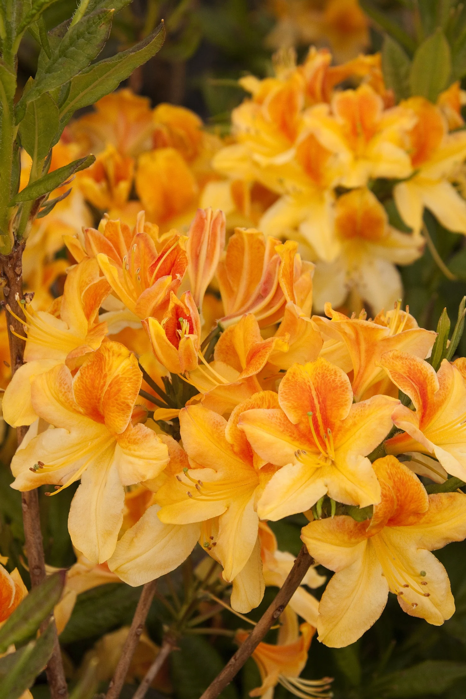 Golden Flare Azalea 1 Golden Flare Azalea