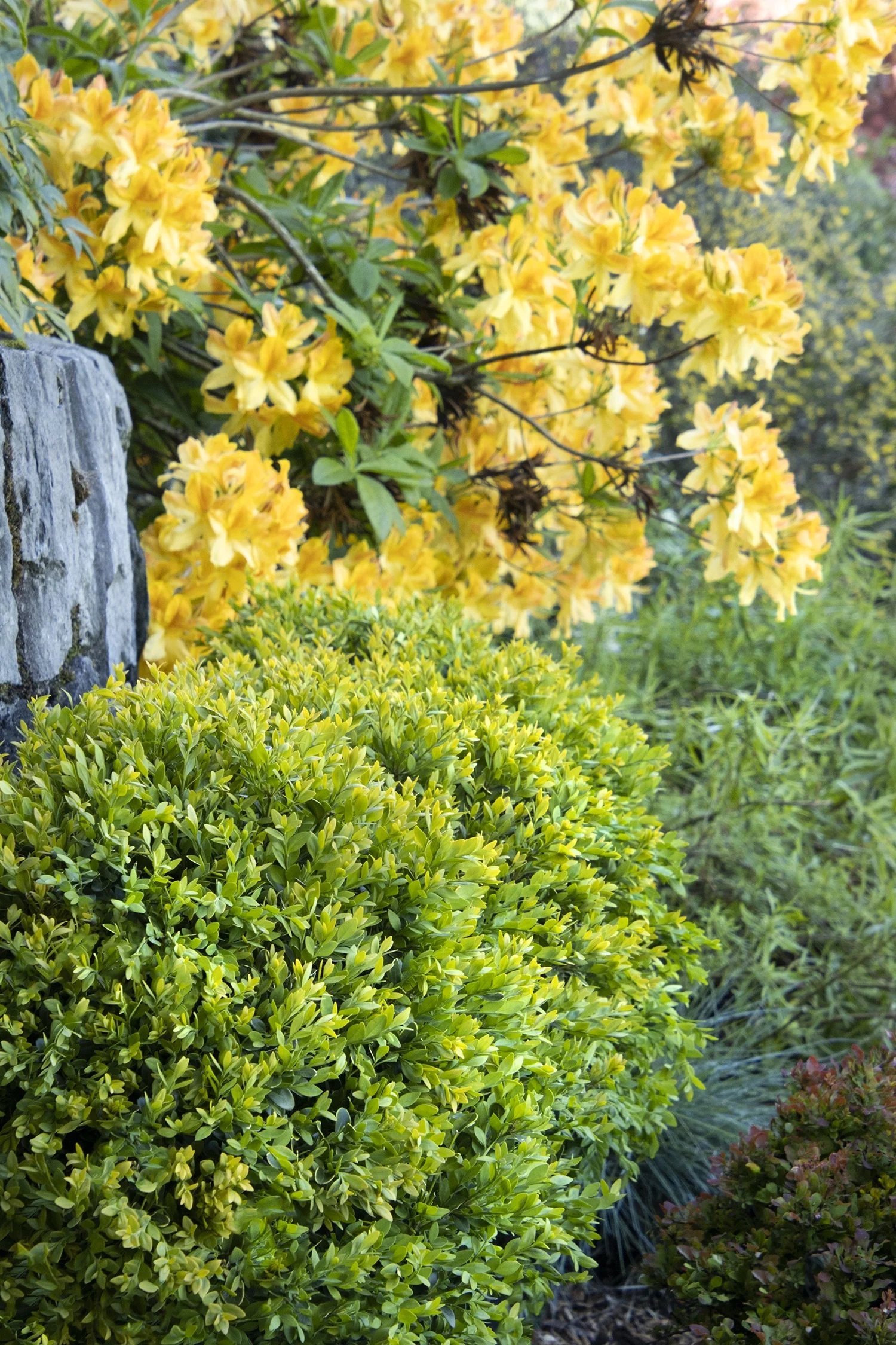 Golden Flare Azalea 2 Golden Flare Azalea