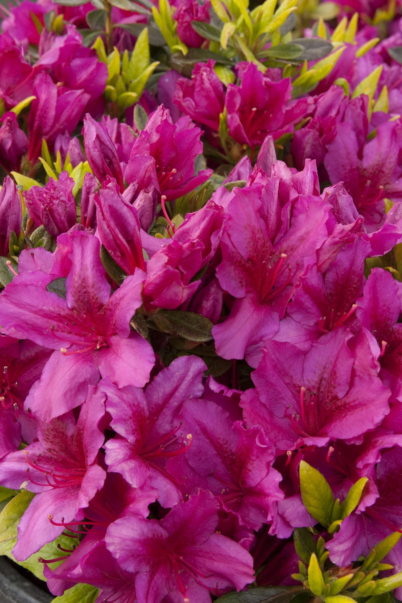 Girard's Fuchsia Evergreen Azalea