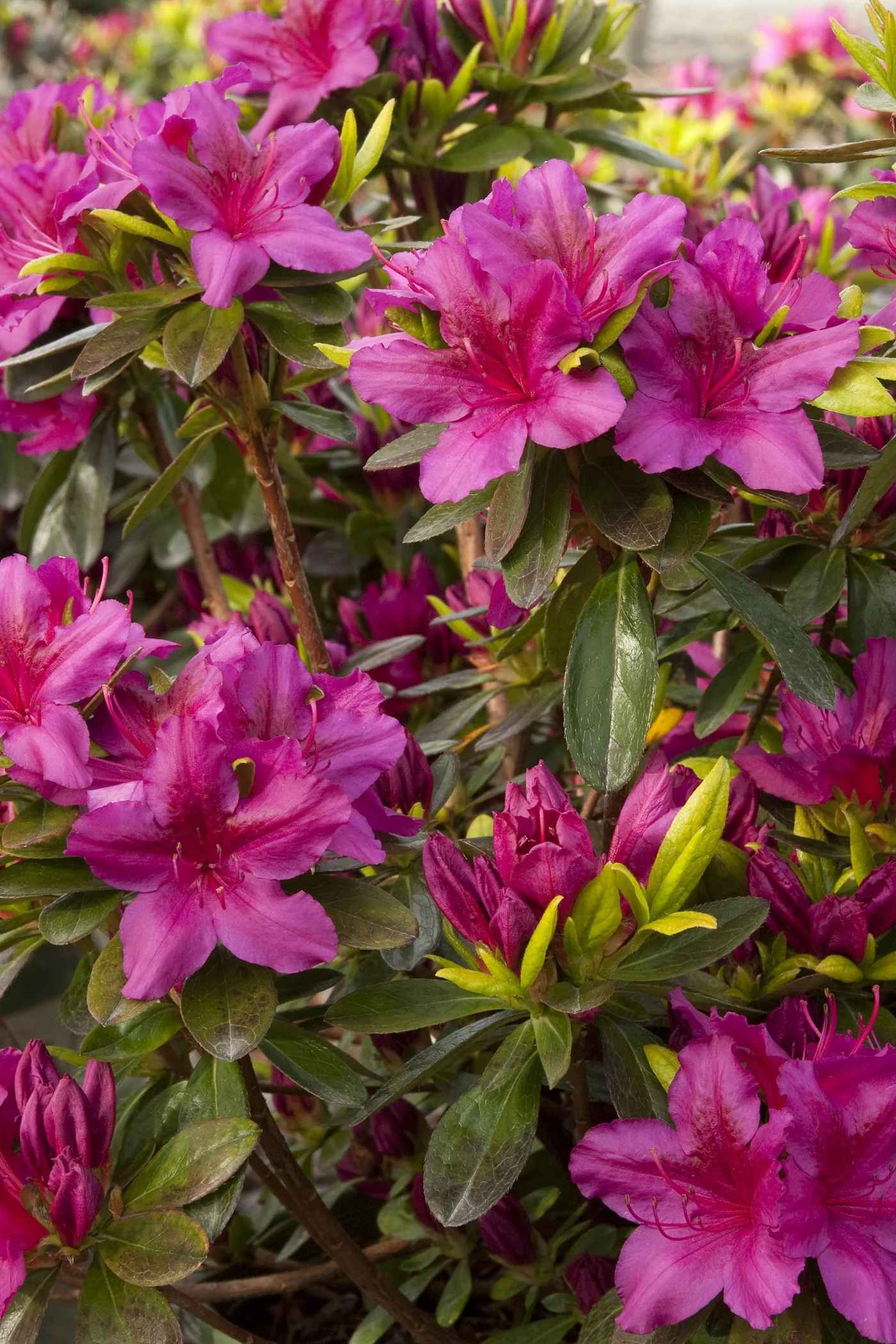 Girard's Fuchsia Evergreen Azalea