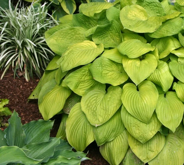 August Moon Hosta 1 August Moon Hosta