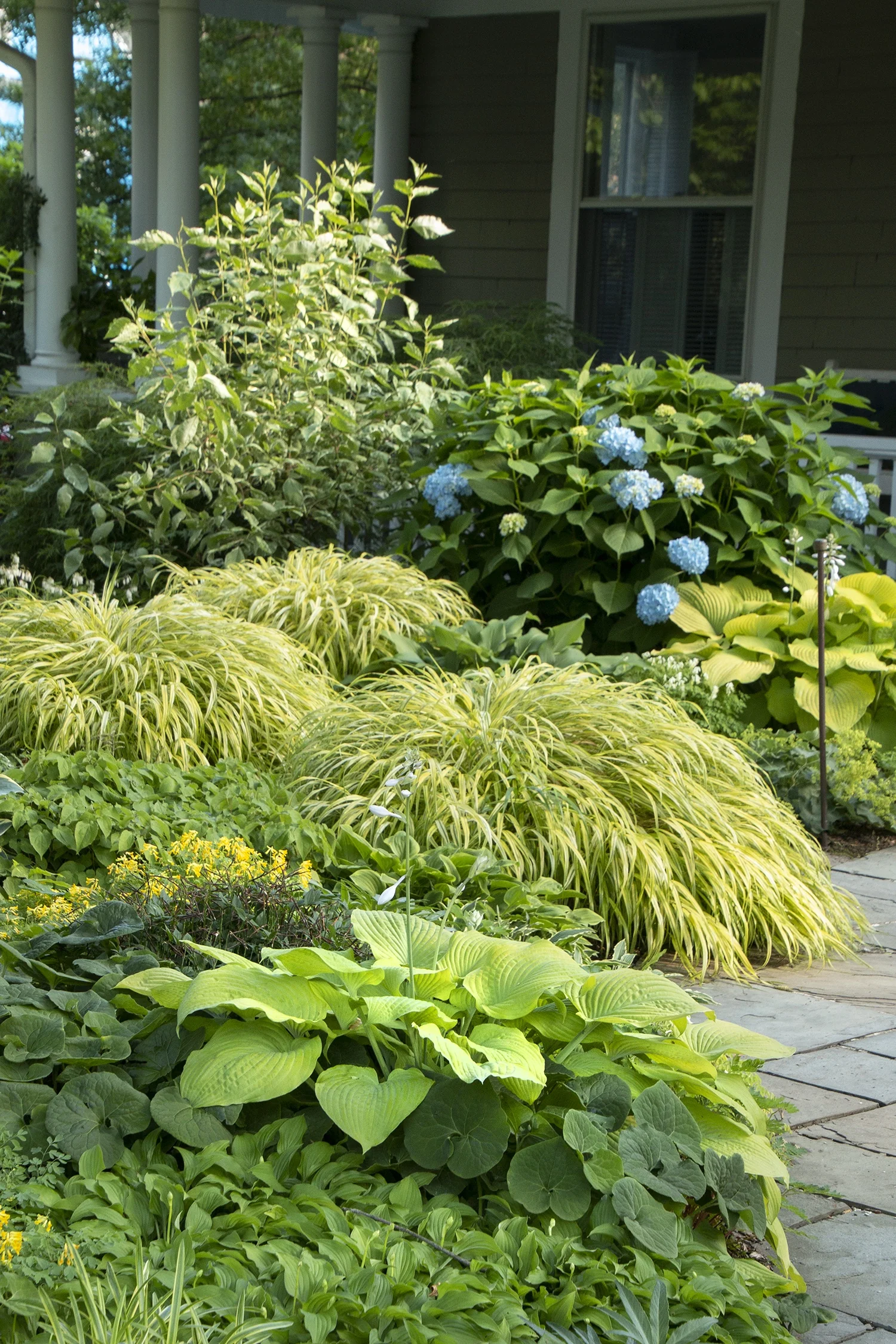 August Moon Hosta 2 August Moon Hosta