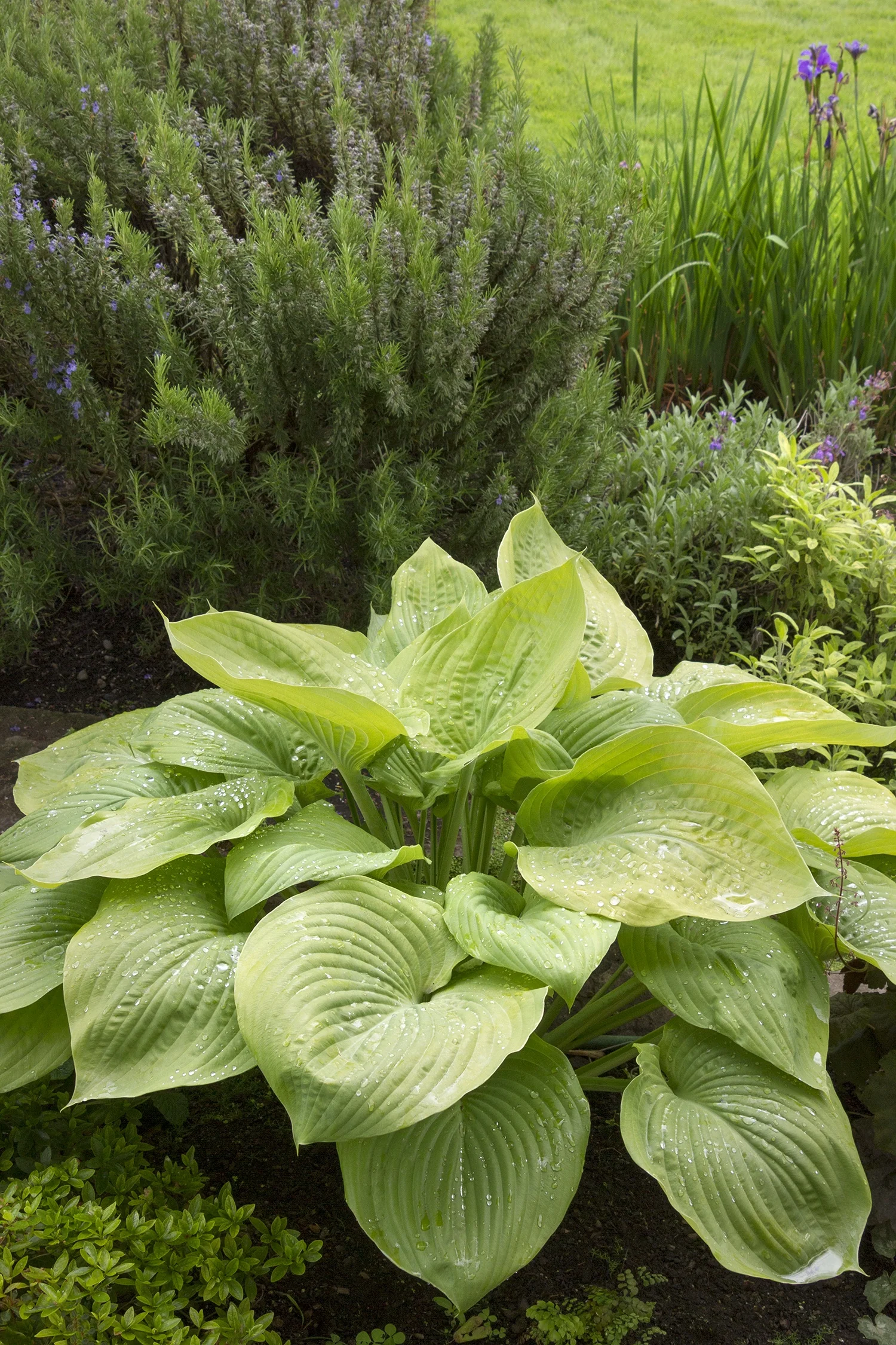 August Moon Hosta 3 August Moon Hosta