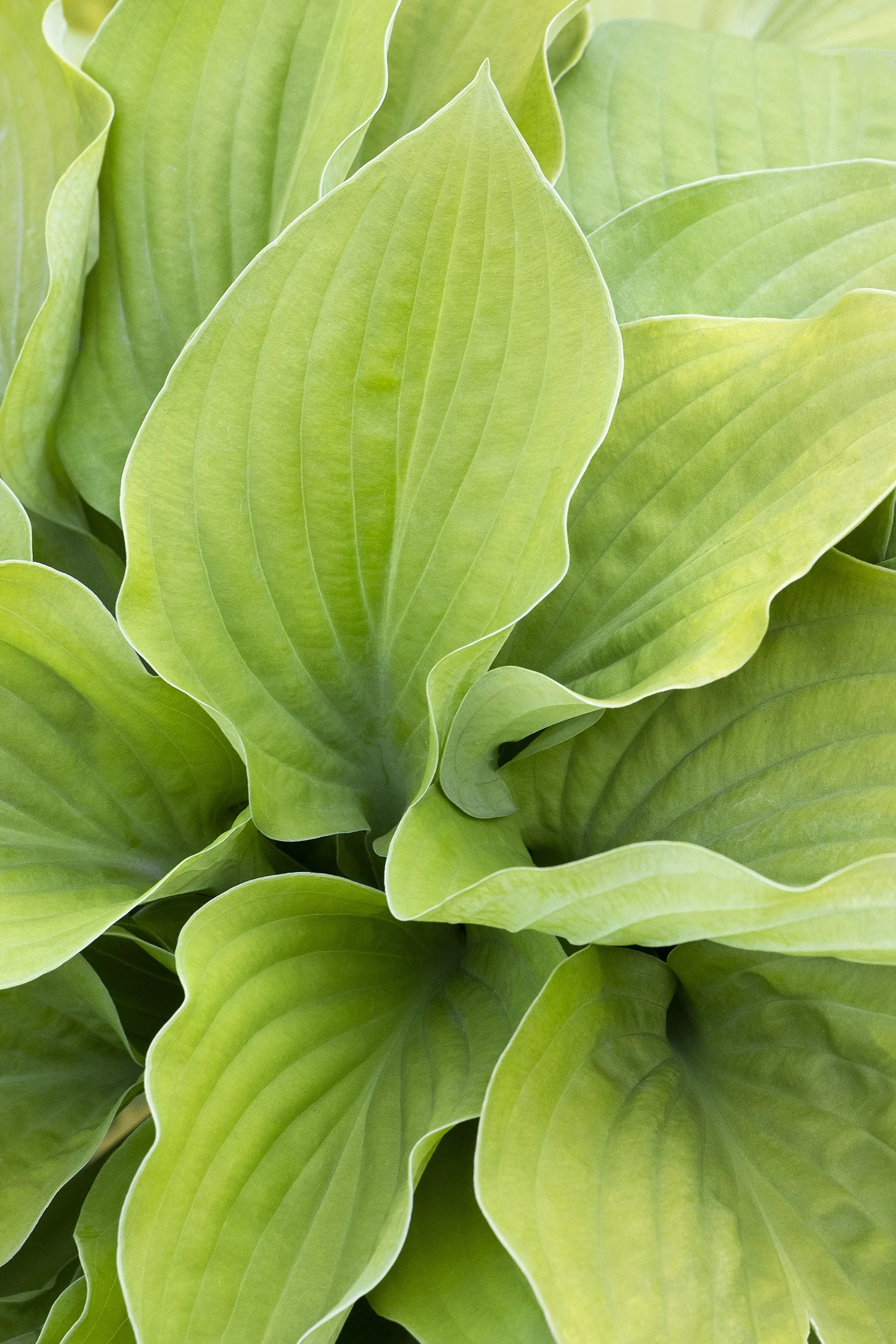 August Moon Hosta 4 August Moon Hosta