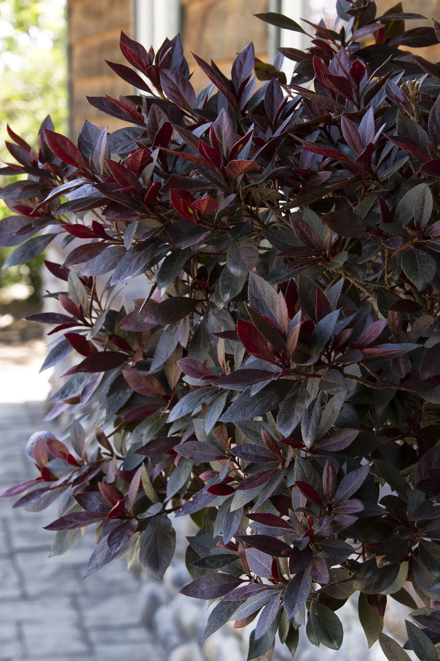 Little John Azalea 4 Little John Azalea