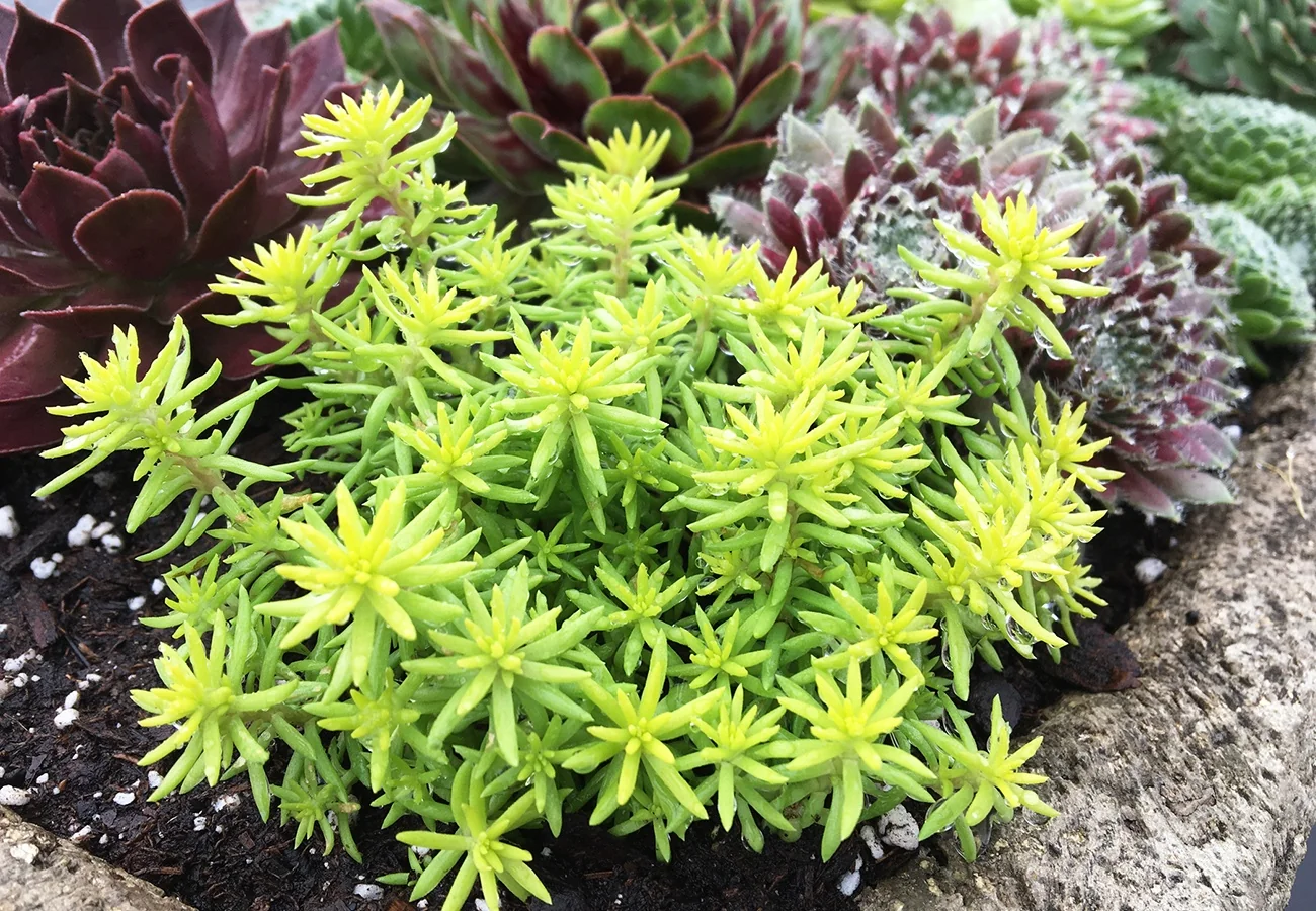 SunSparkler® Angelina's Teacup Stonecrop