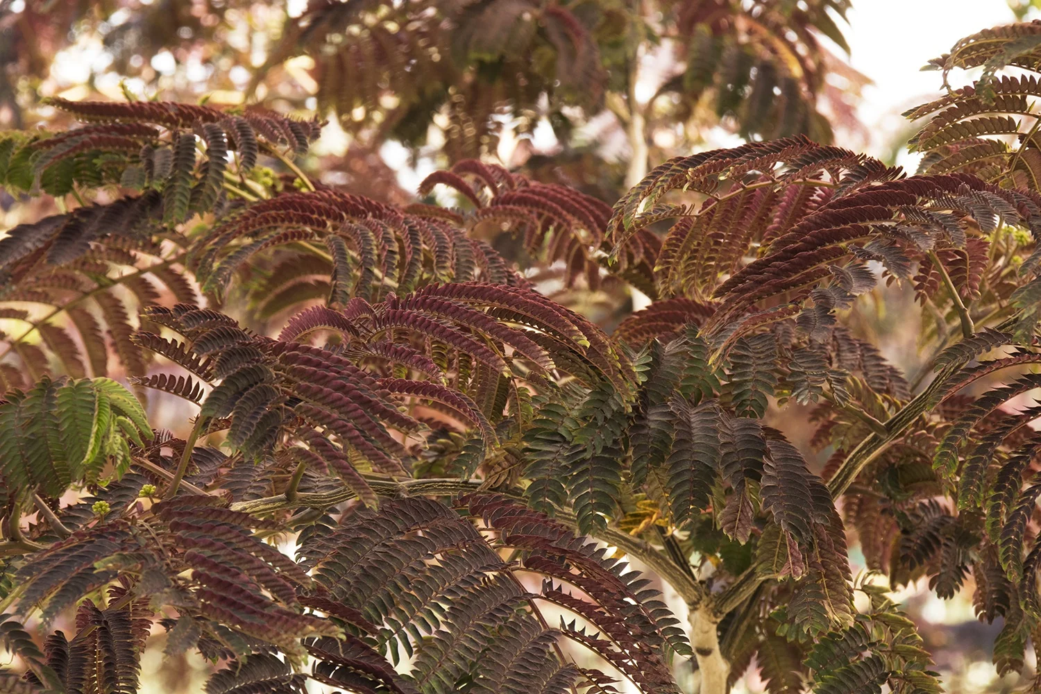Summer Chocolate Mimosa Tree