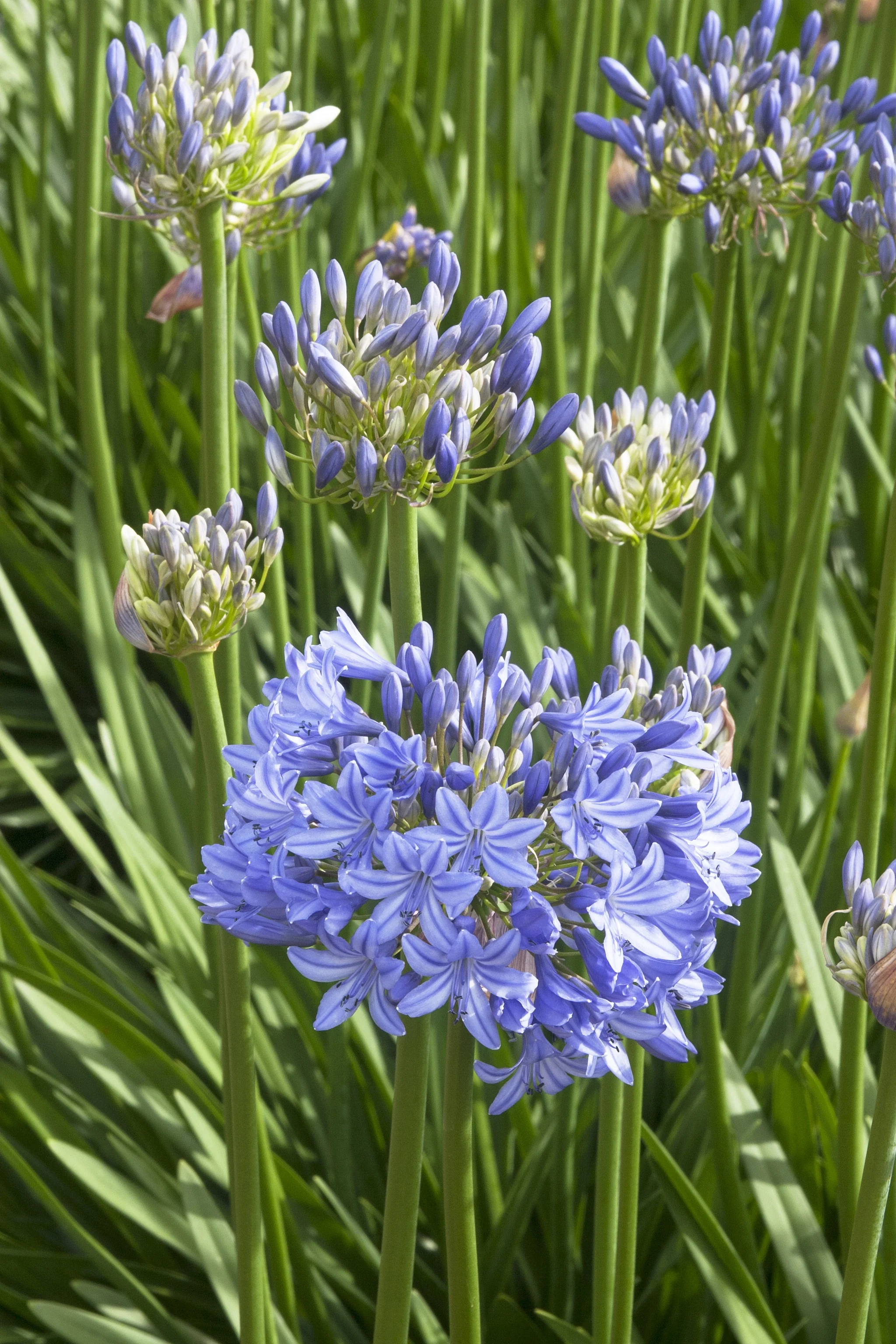 Midknight Blue® Agapanthus 11 Midknight Blue® Agapanthus