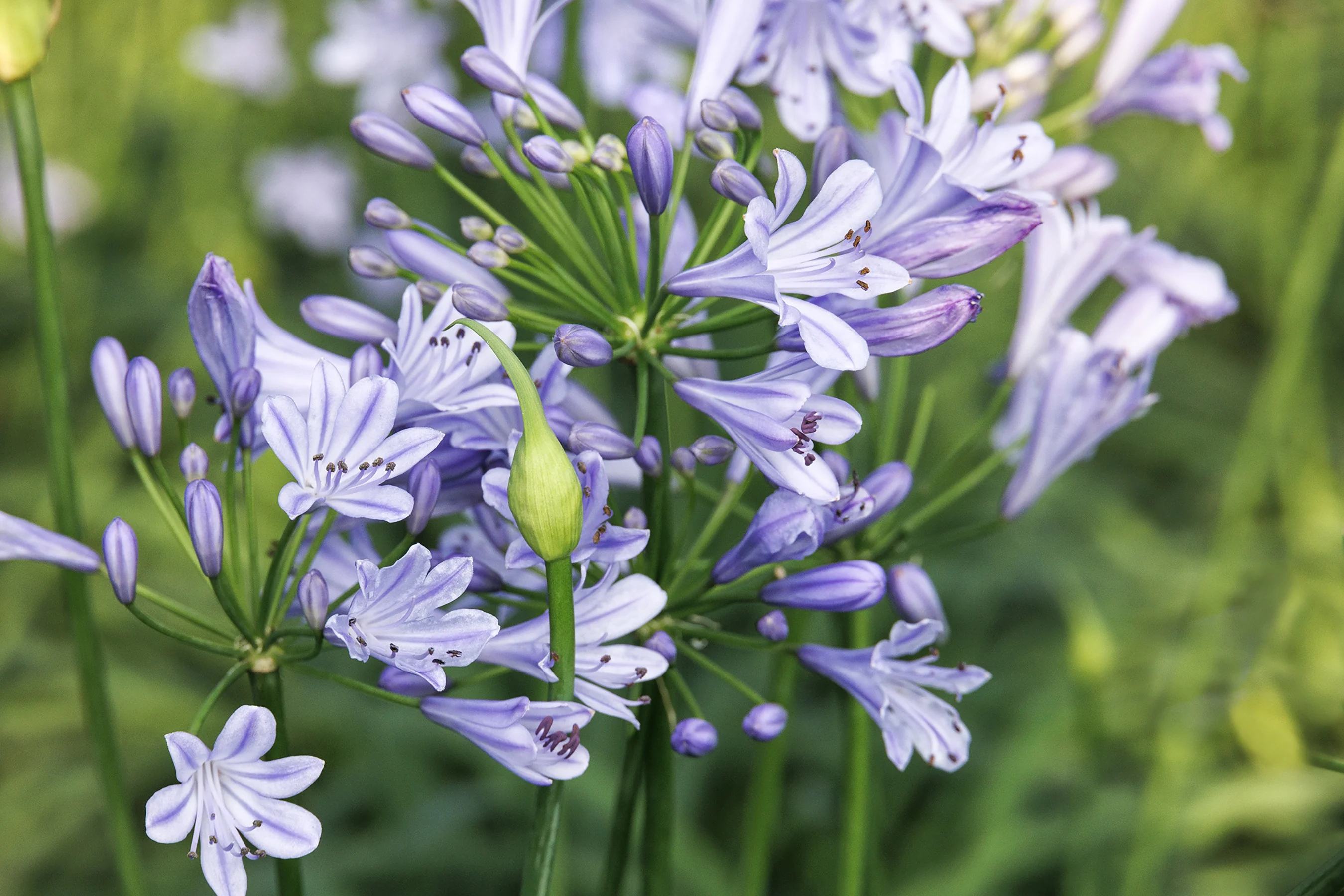 Blue Storm™ Agapanthus 1 Blue Storm™ Agapanthus
