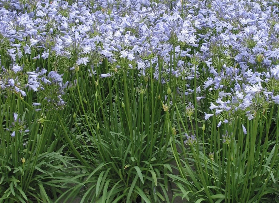 Blue Storm™ Agapanthus 2 Blue Storm™ Agapanthus