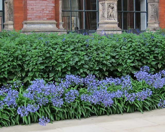 Blue Storm™ Agapanthus 3 Blue Storm™ Agapanthus