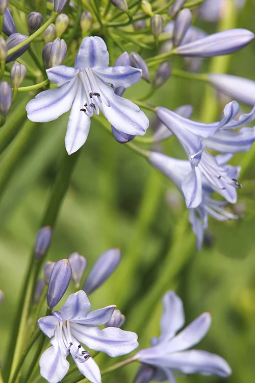 Blue Storm™ Agapanthus 4 Blue Storm™ Agapanthus