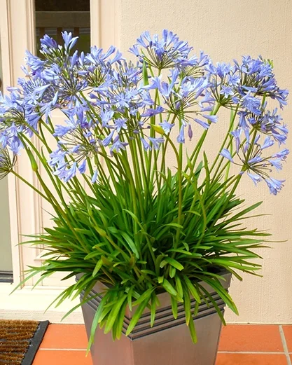 Blue Storm™ Agapanthus 5 Blue Storm™ Agapanthus
