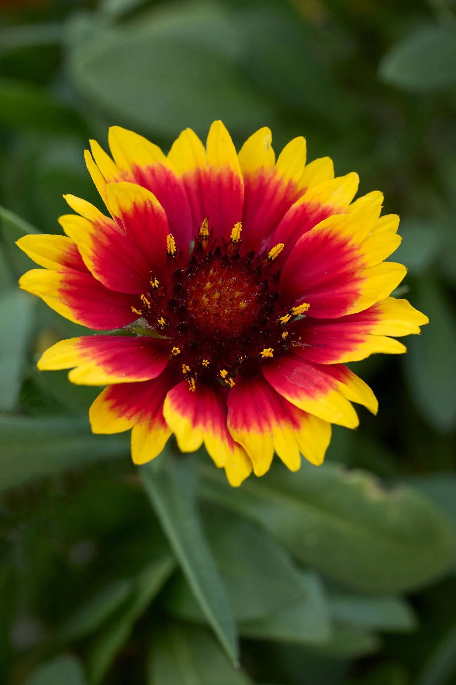 Guapa Flamenco Bicolor Blanket Flower 3 Guapa Flamenco Bicolor Blanket Flower