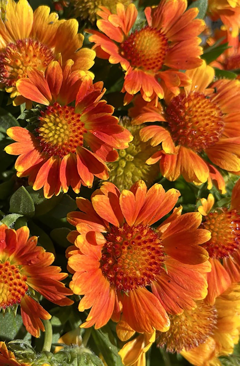 Gusto™ Orange Zest Blanket Flower 3 Gusto™ Orange Zest Blanket Flower