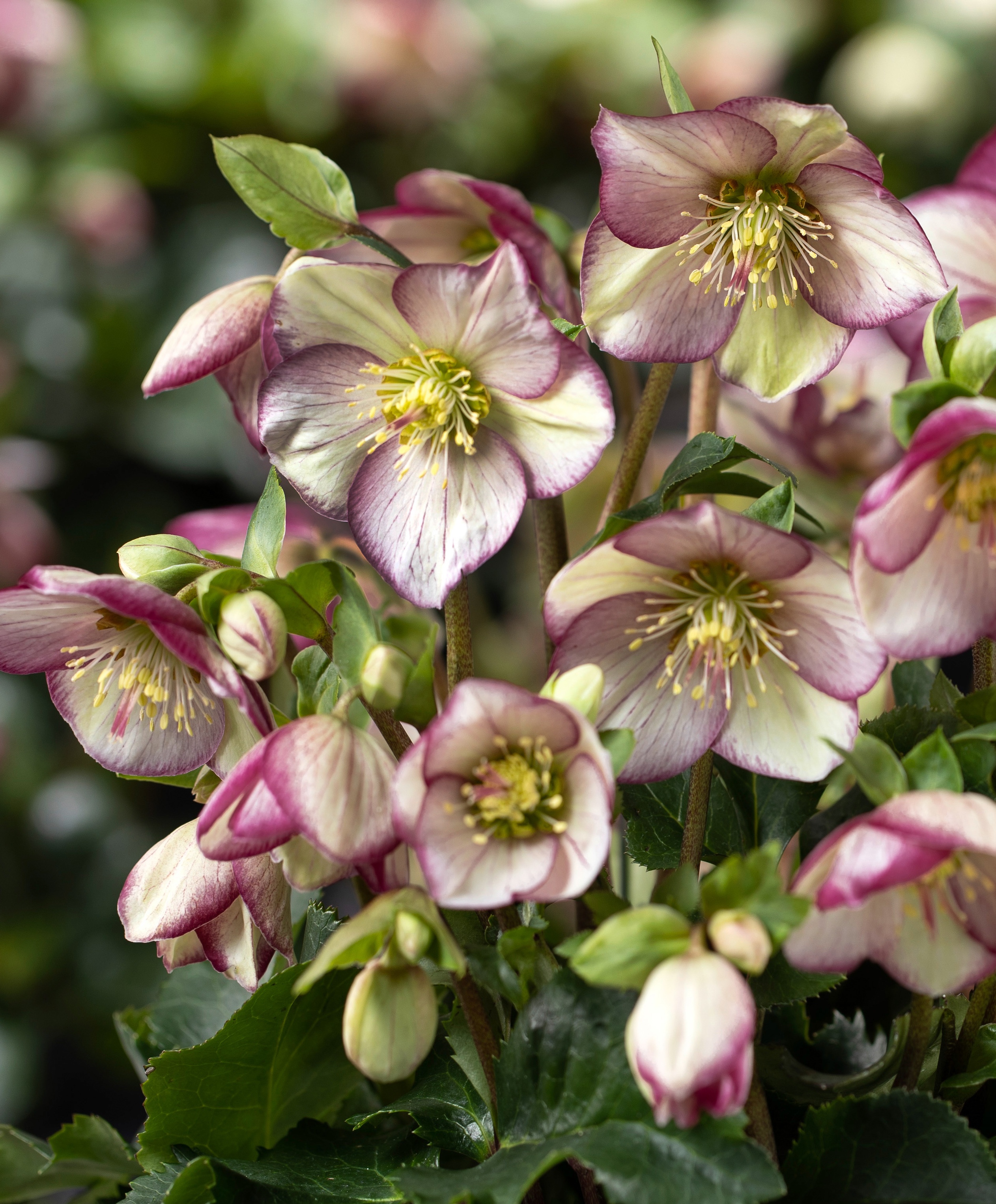 Ice Breaker® Bonny Hellebore 1 Ice Breaker® Bonny Hellebore