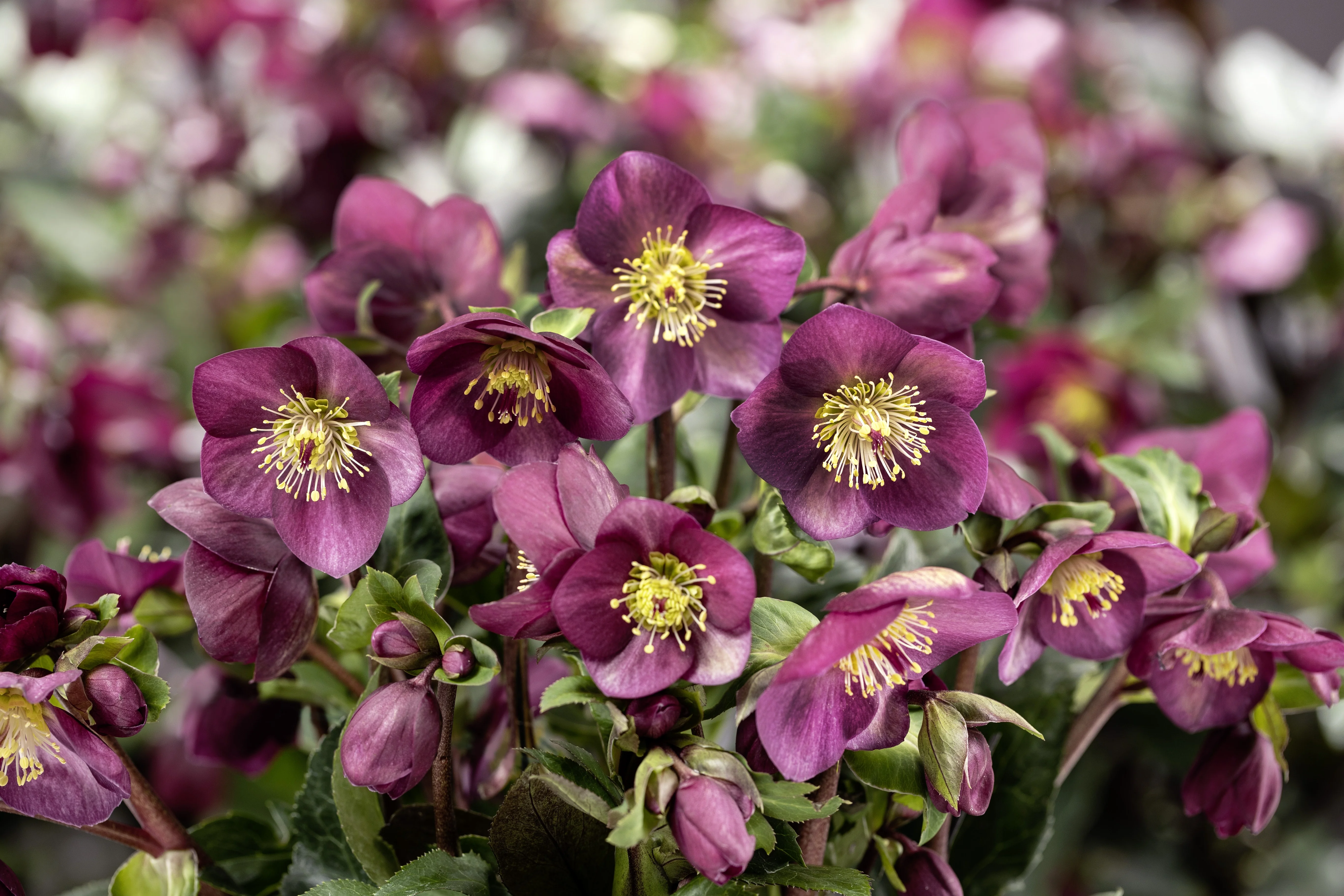 Ice Breaker® Ruby Hellebore 2 Ice Breaker® Ruby Hellebore