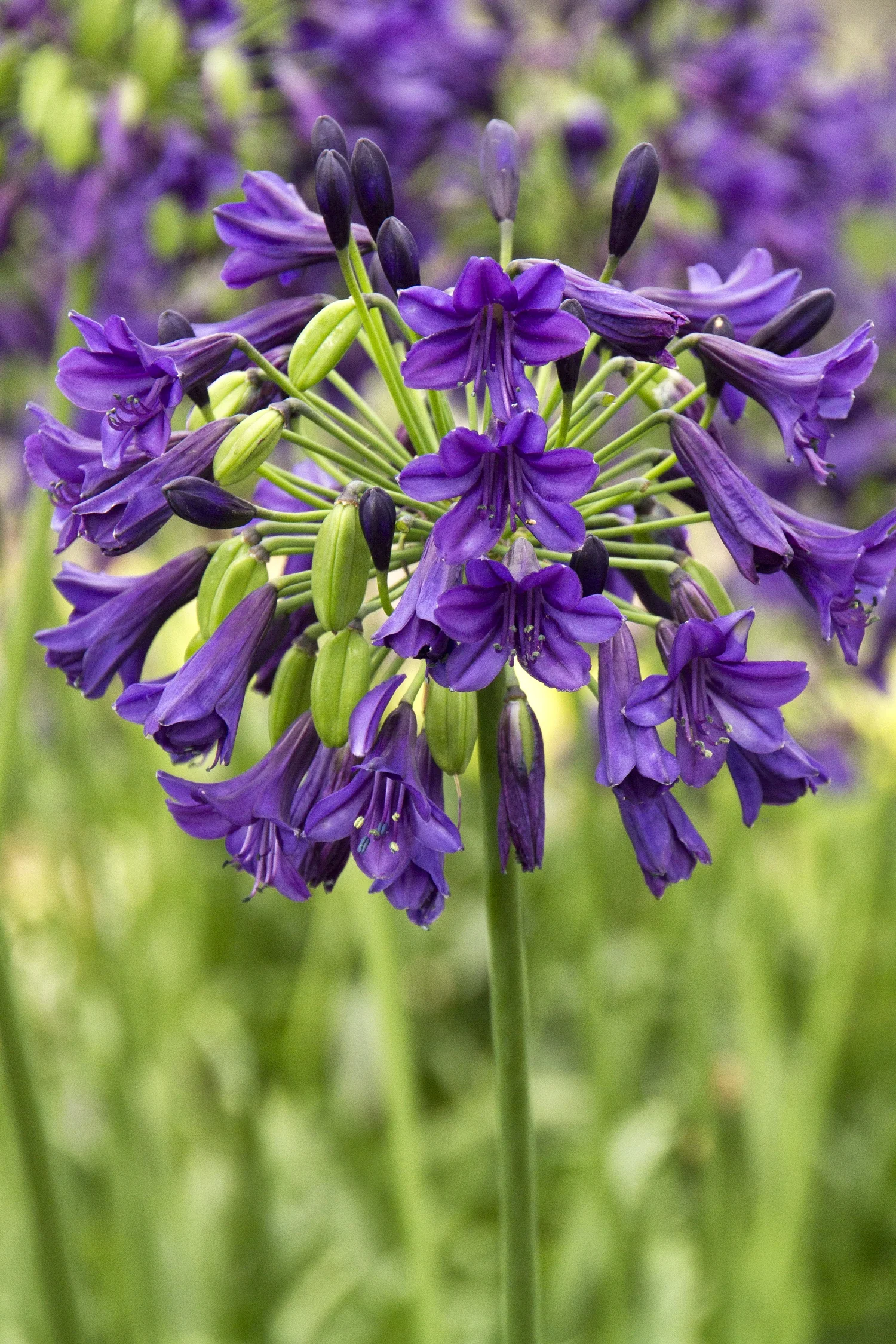 Purple Potion® Agapanthus 1 Purple Potion® Agapanthus