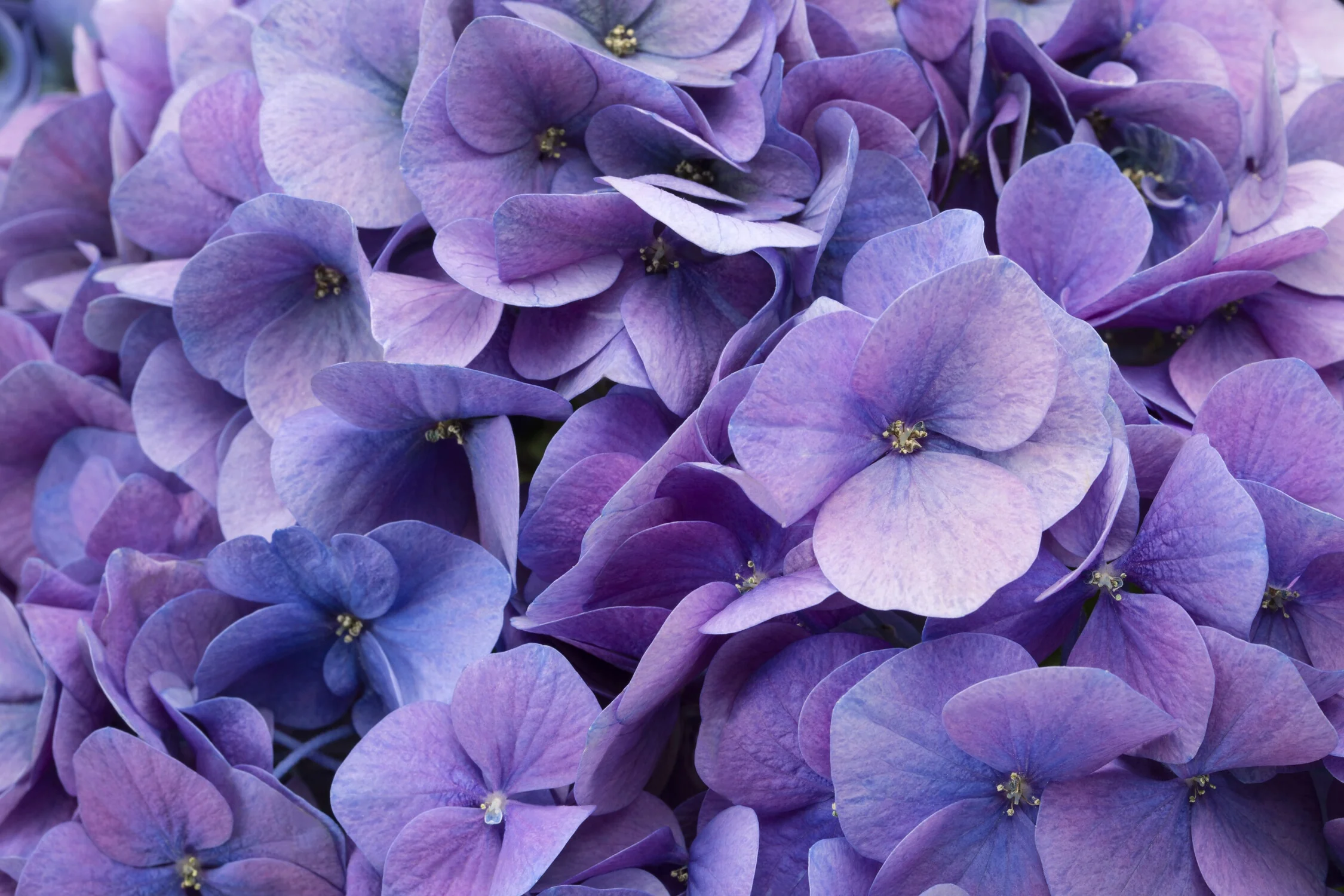 Hi™ Horizon Blue Hydrangea