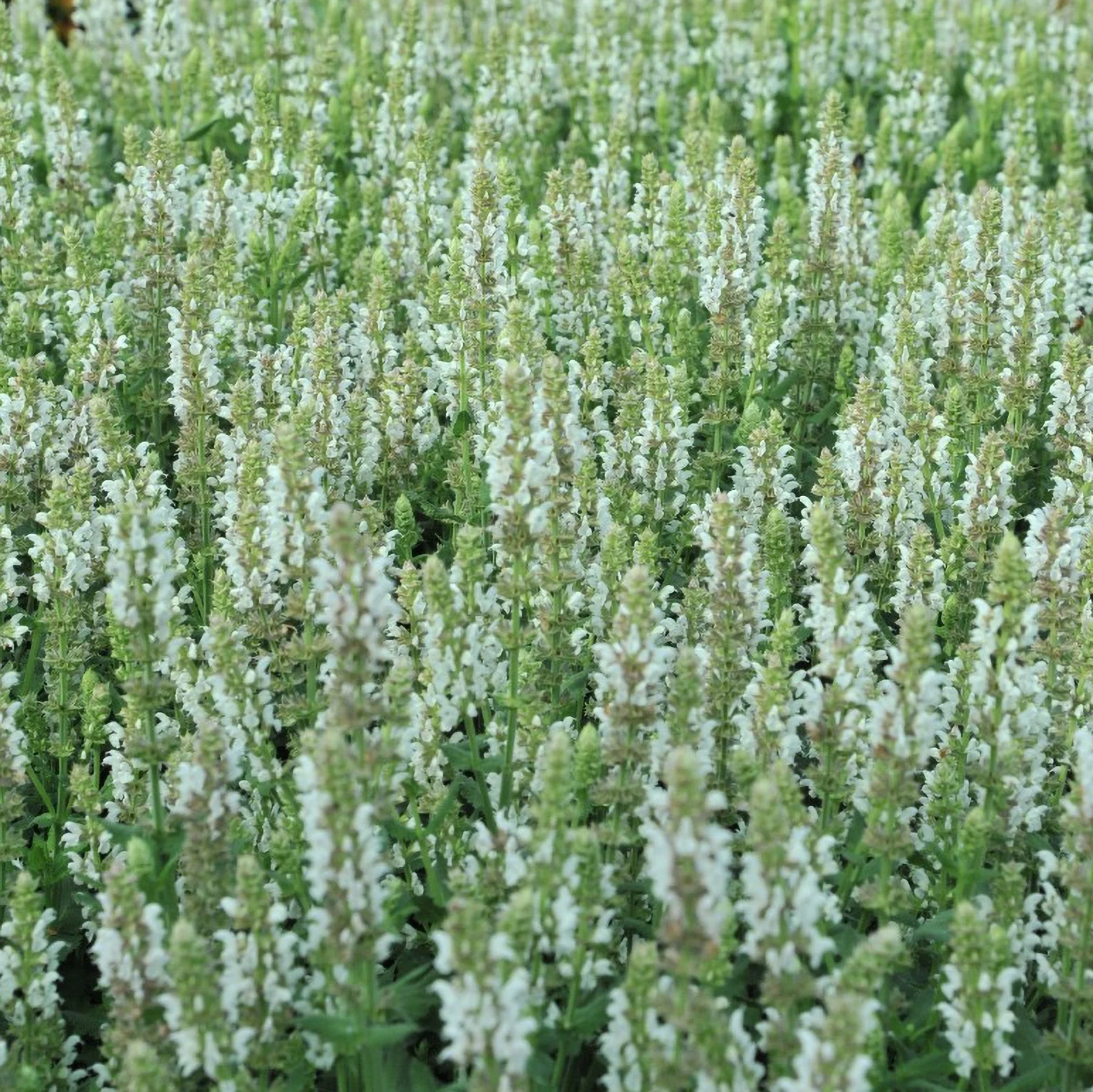 Salute® White Meadow Sage