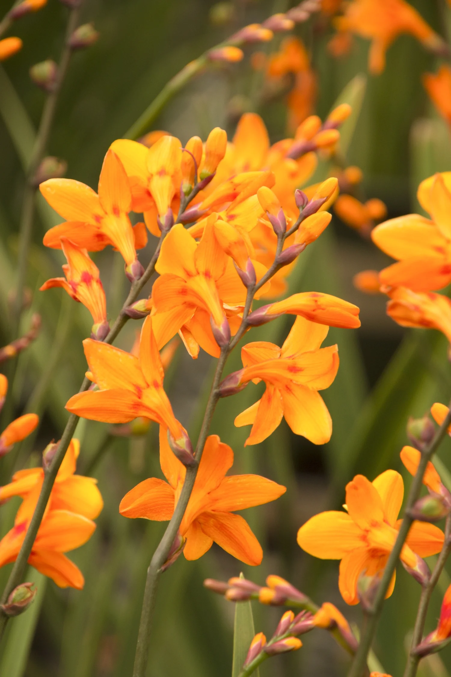 Columbus Montbretia