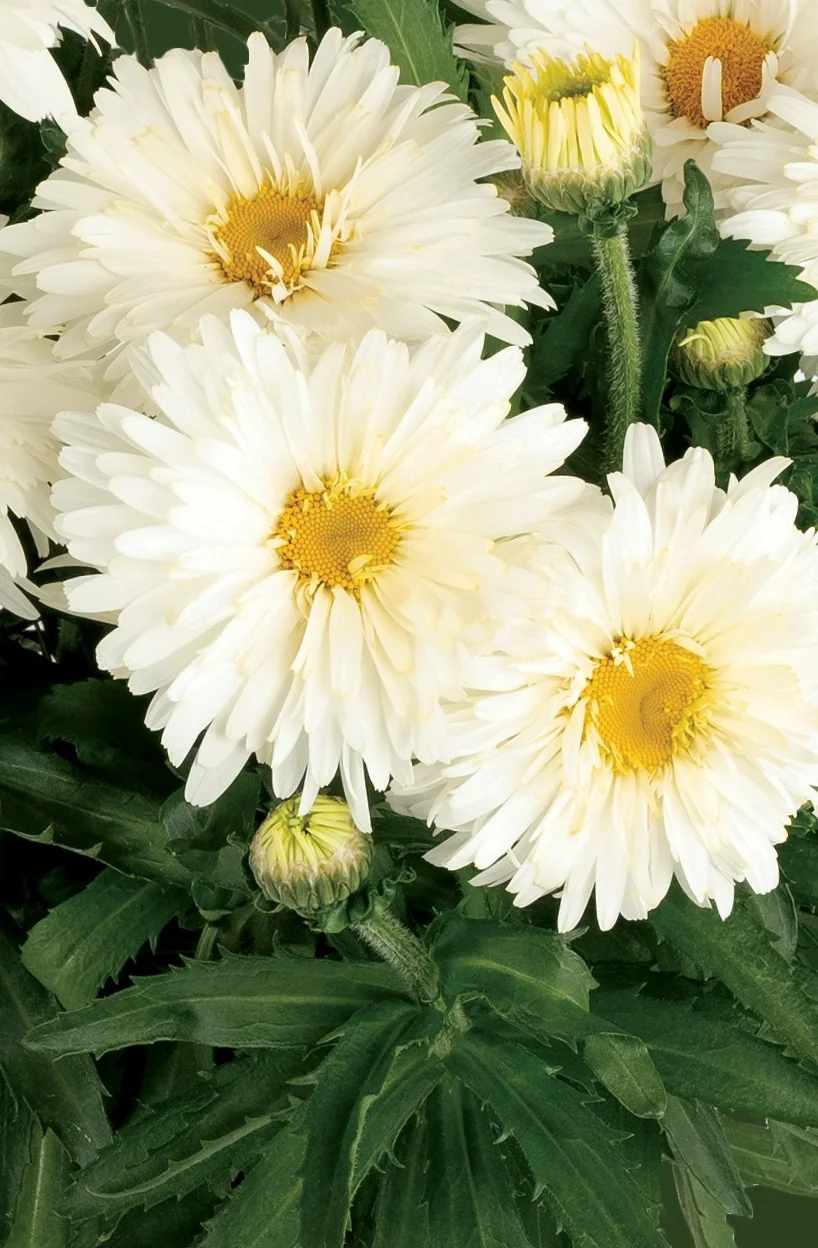 Sweet Daisy® Chloe Shasta Daisy 1 Sweet Daisy® Chloe Shasta Daisy