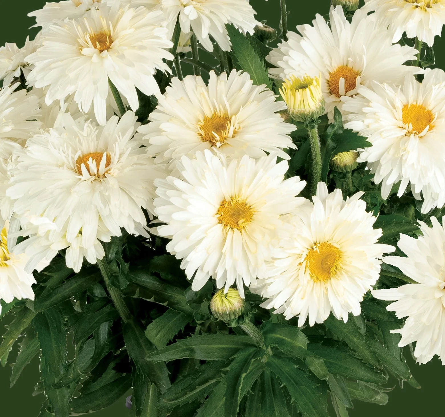 Sweet Daisy® Chloe Shasta Daisy 2 Sweet Daisy® Chloe Shasta Daisy