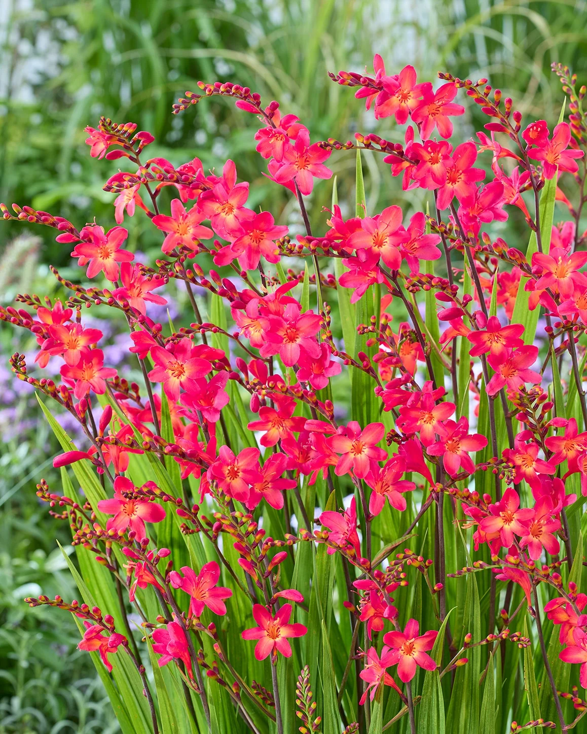 Pink-A-Boo® Montbretia 4 Pink-A-Boo® Montbretia