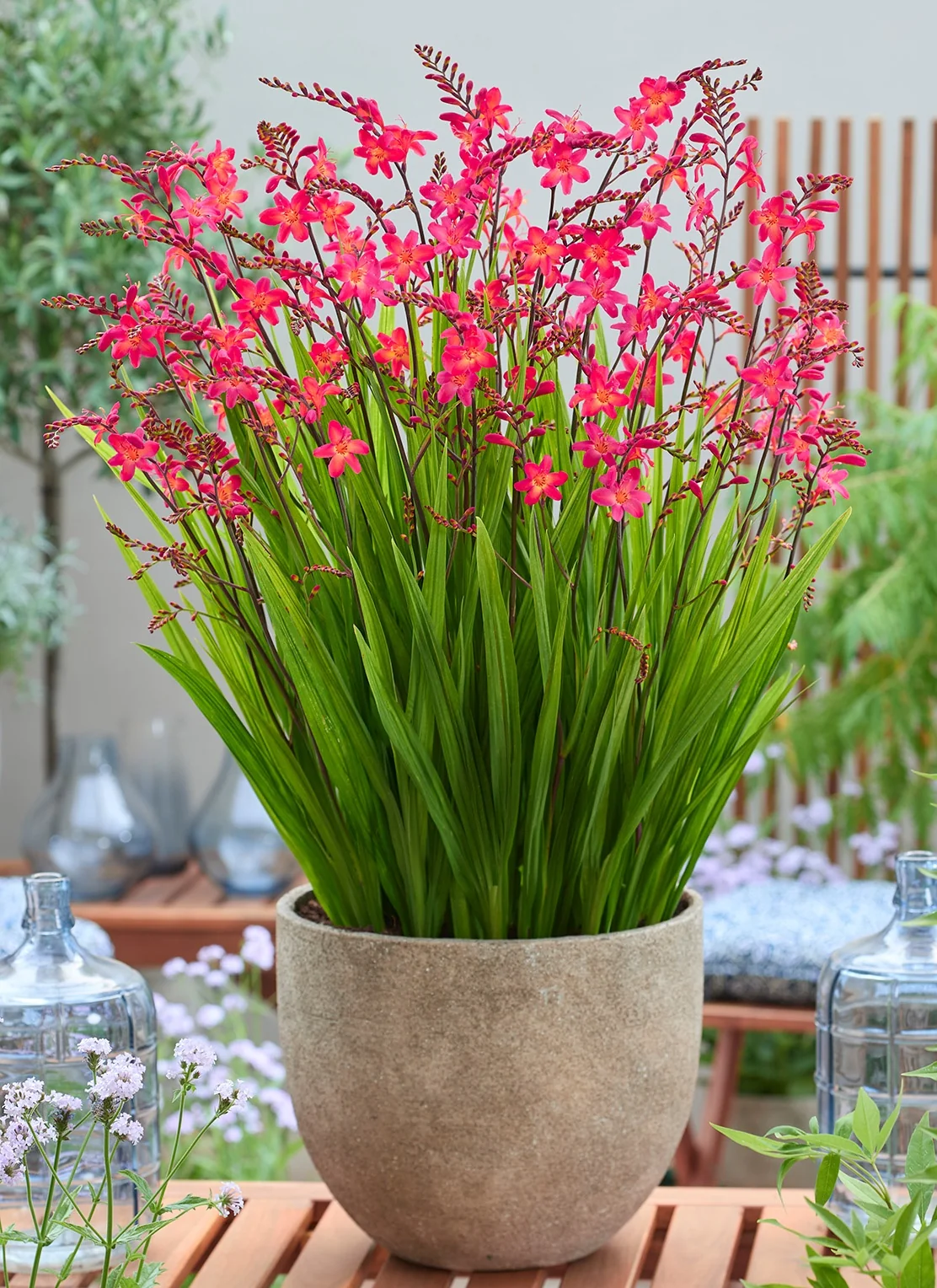 Pink-A-Boo® Montbretia 2 Pink-A-Boo® Montbretia