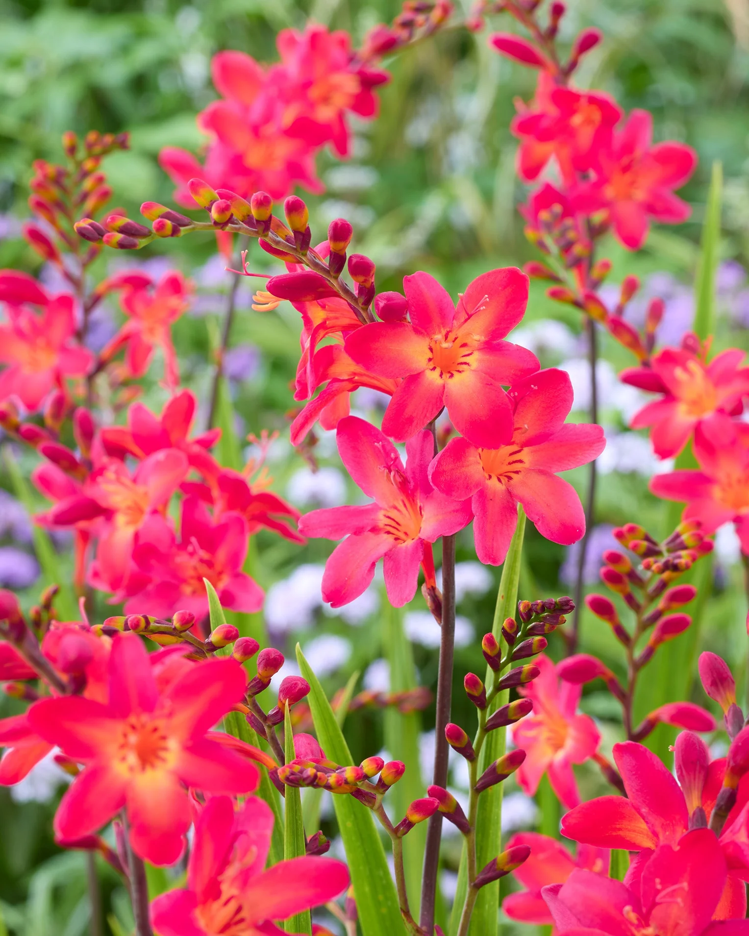 Pink-A-Boo® Montbretia 3 Pink-A-Boo® Montbretia