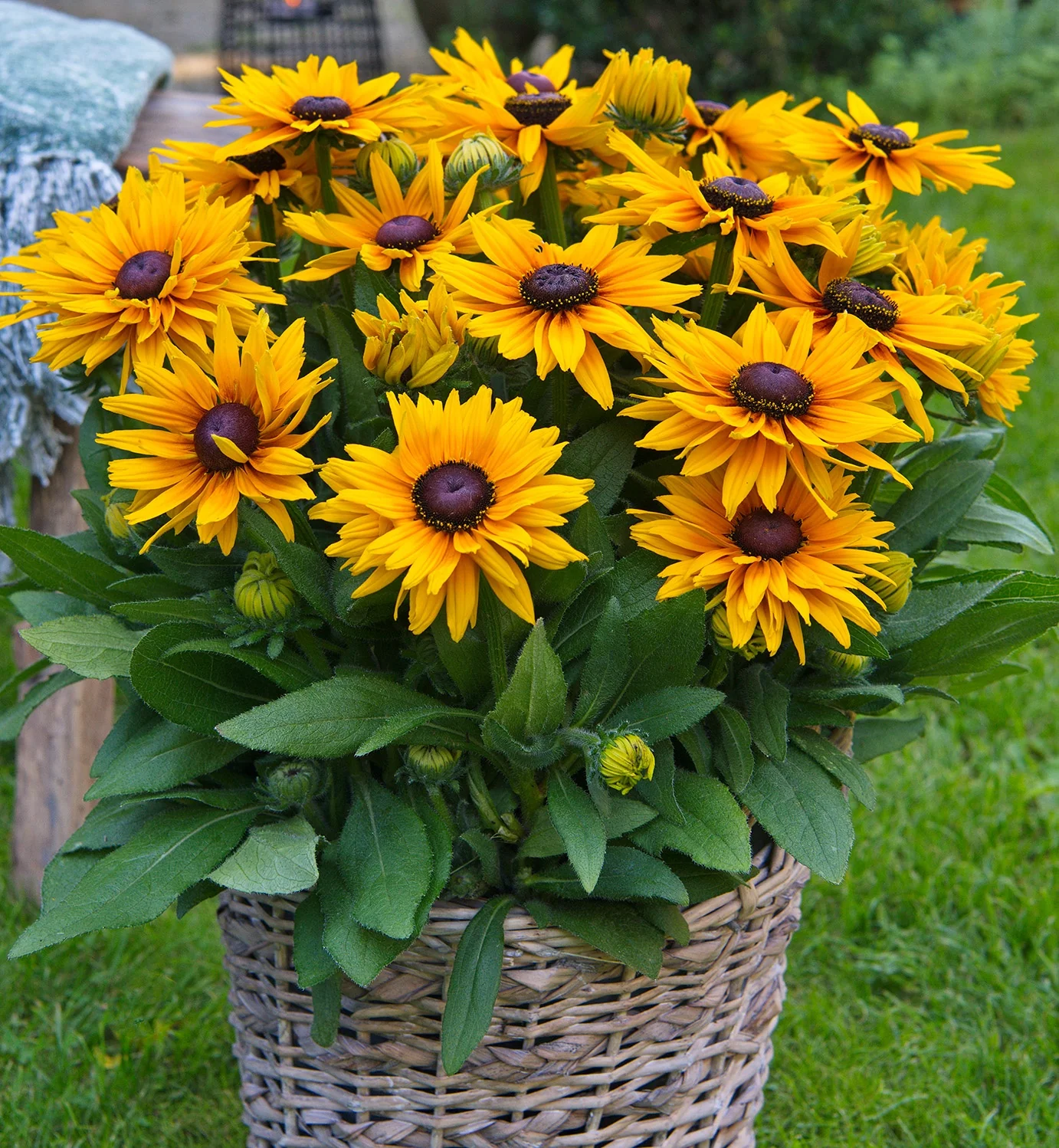 Sunbeckia® Stella Black-Eyed Susan