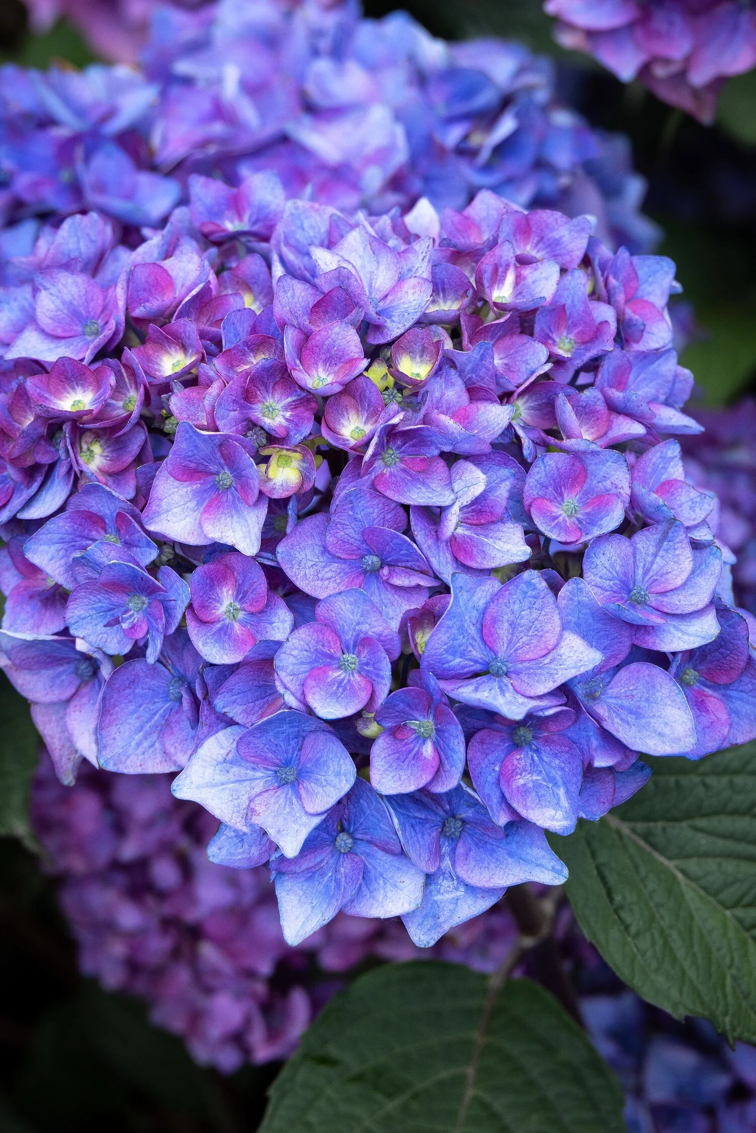 Seaside Serenade® Pebble Beach Hydrangea 12 Seaside Serenade® Pebble Beach Hydrangea