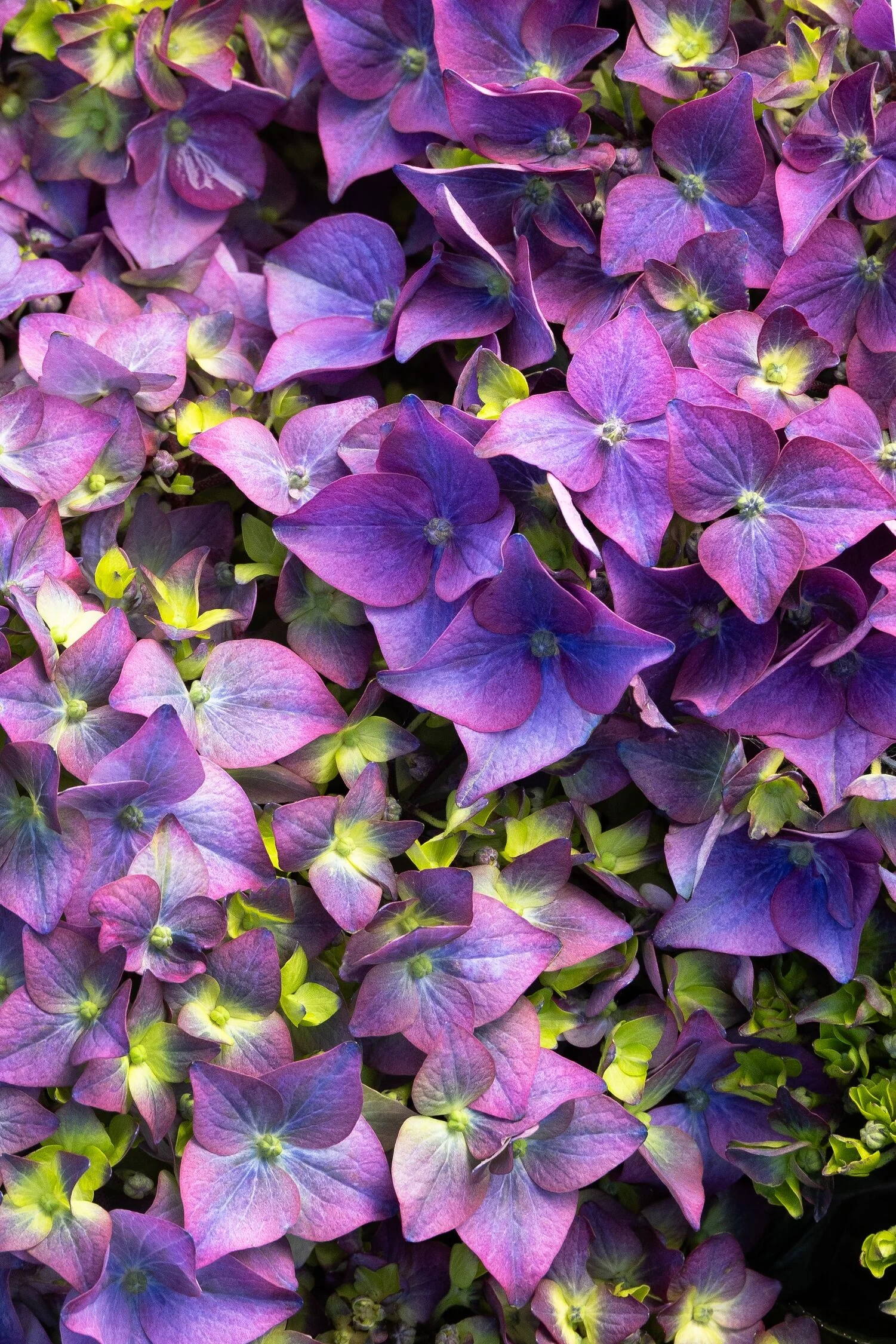 Seaside Serenade® Pebble Beach Hydrangea