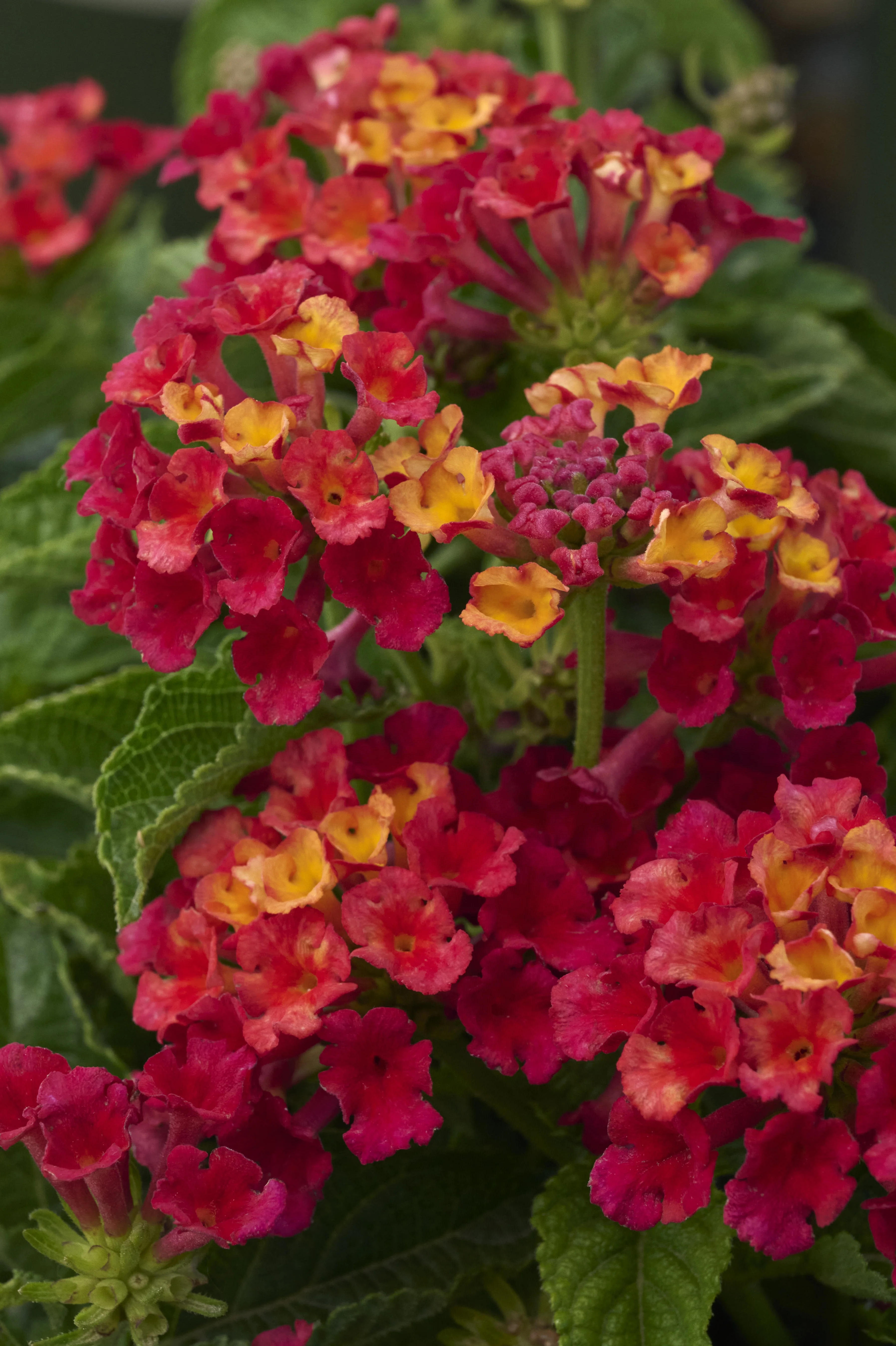 Firefrost™ Lantana 6 Firefrost™ Lantana