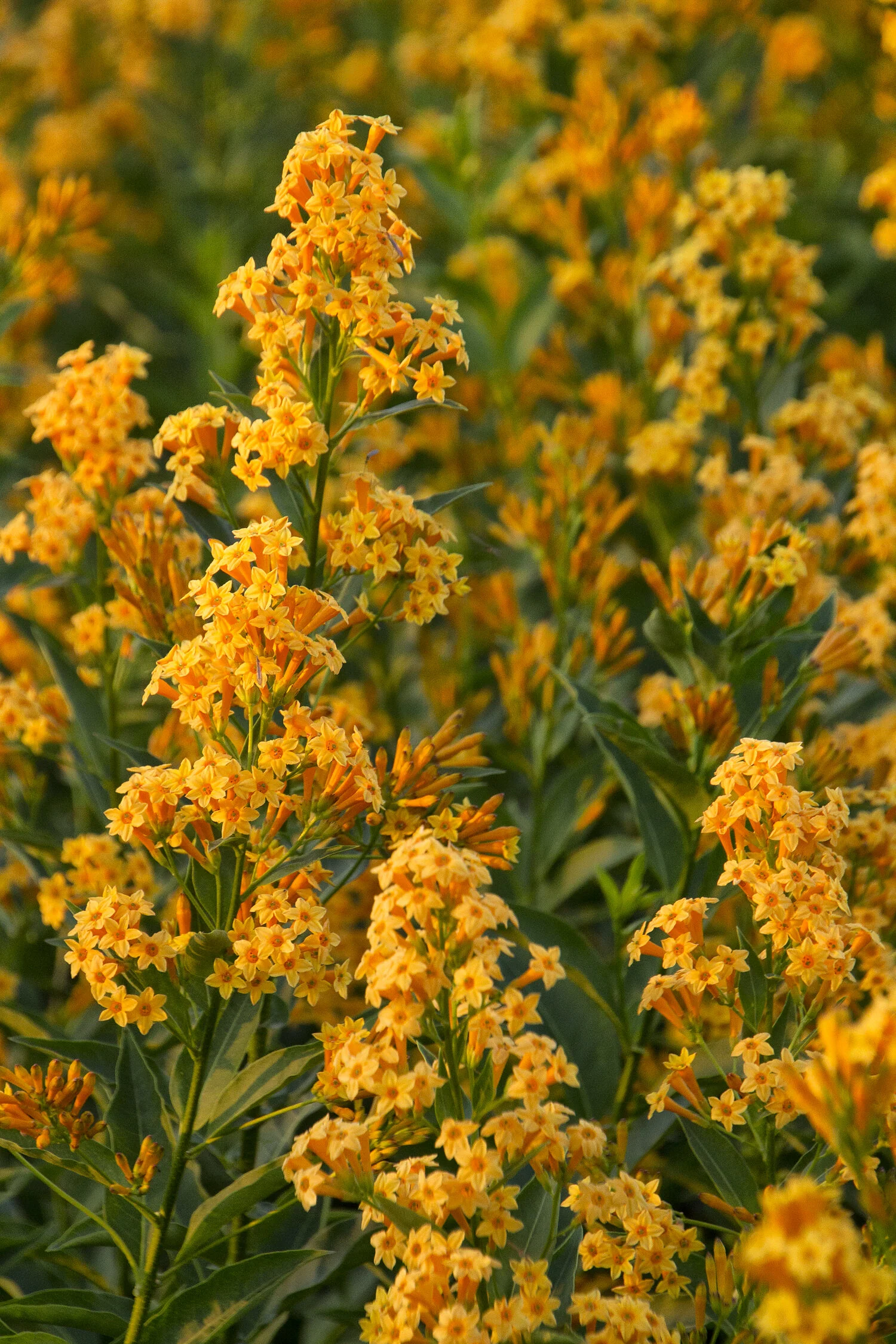 Orange Peel Jessamine