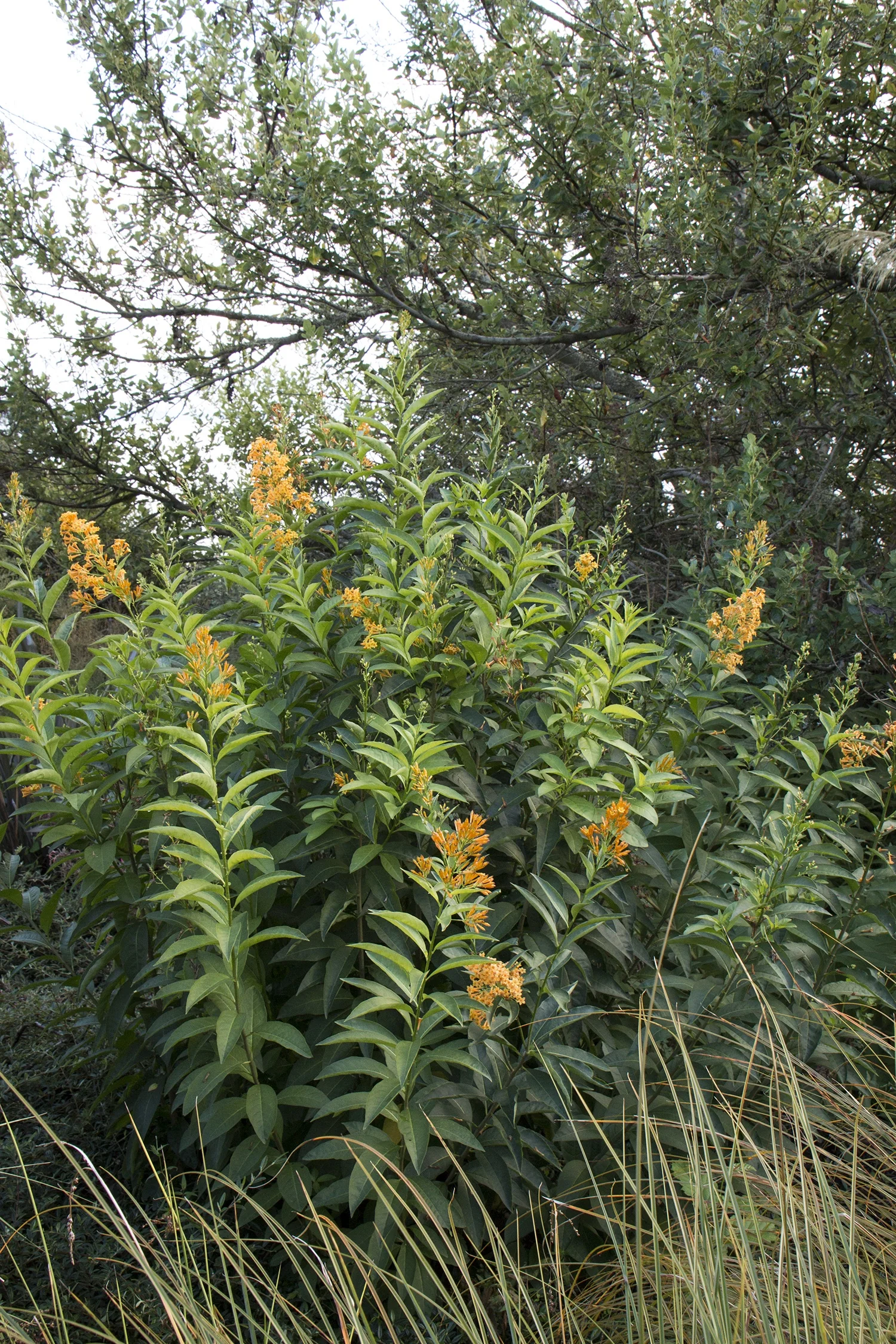 Orange Peel Jessamine