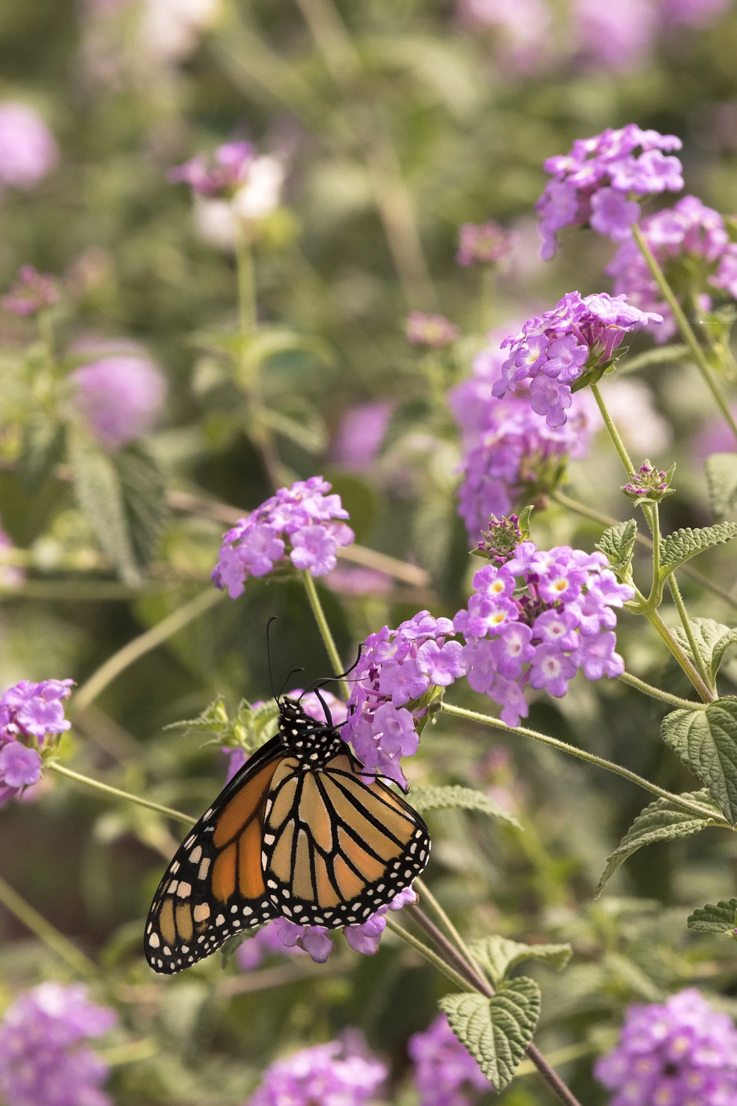 Lavender Swirl® Trailing Lantana