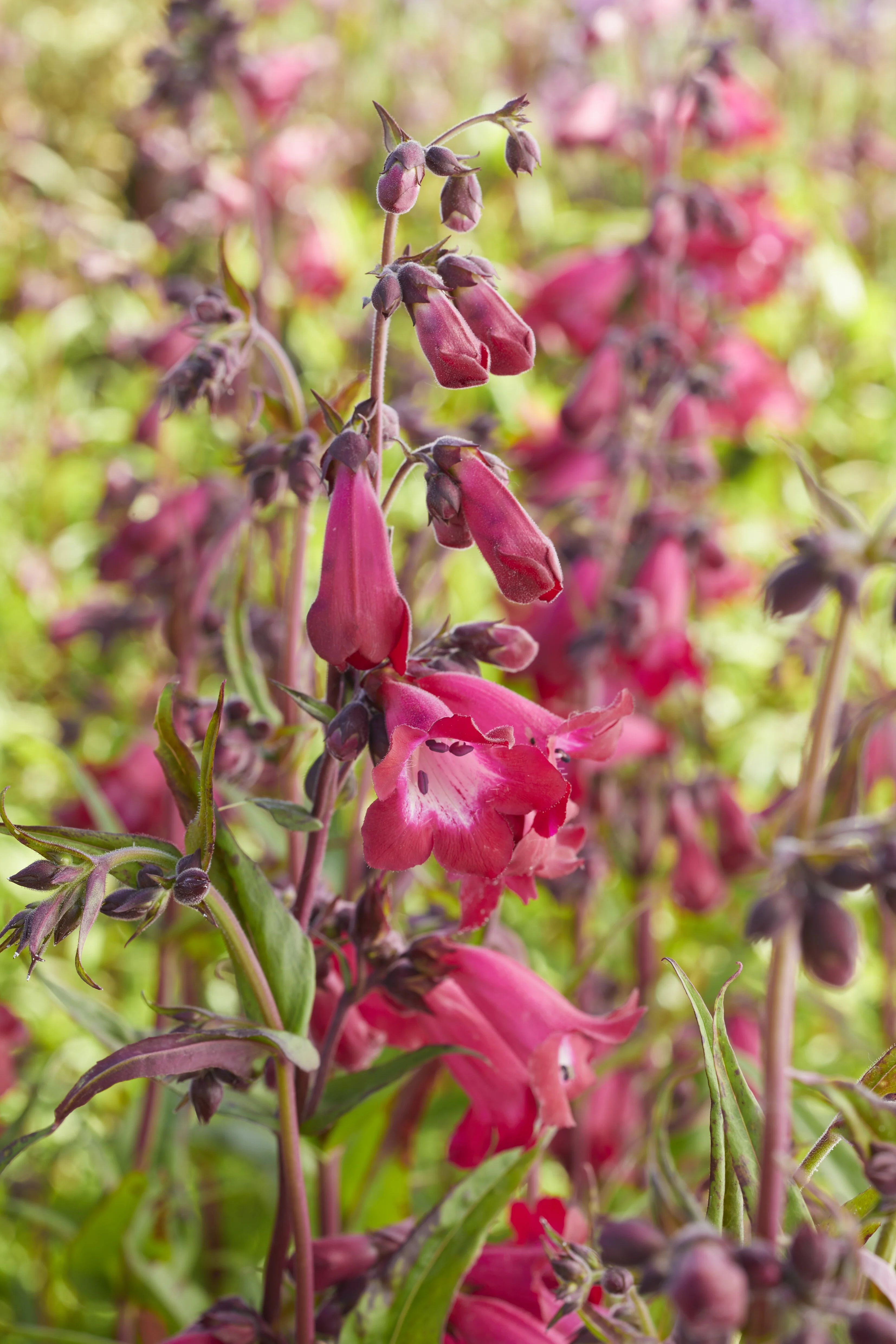 Super Star Beardtongue