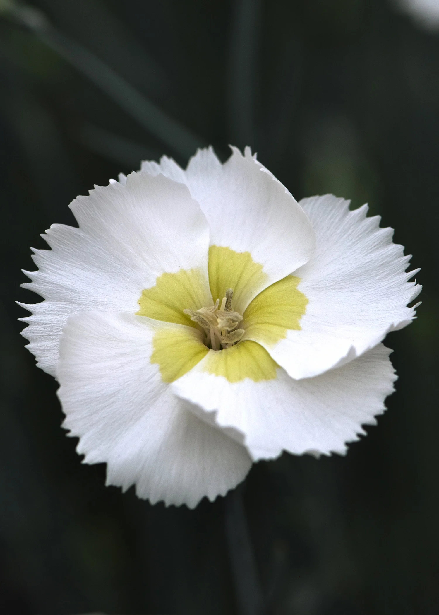 American Pie® Key Lime Pie Dianthus