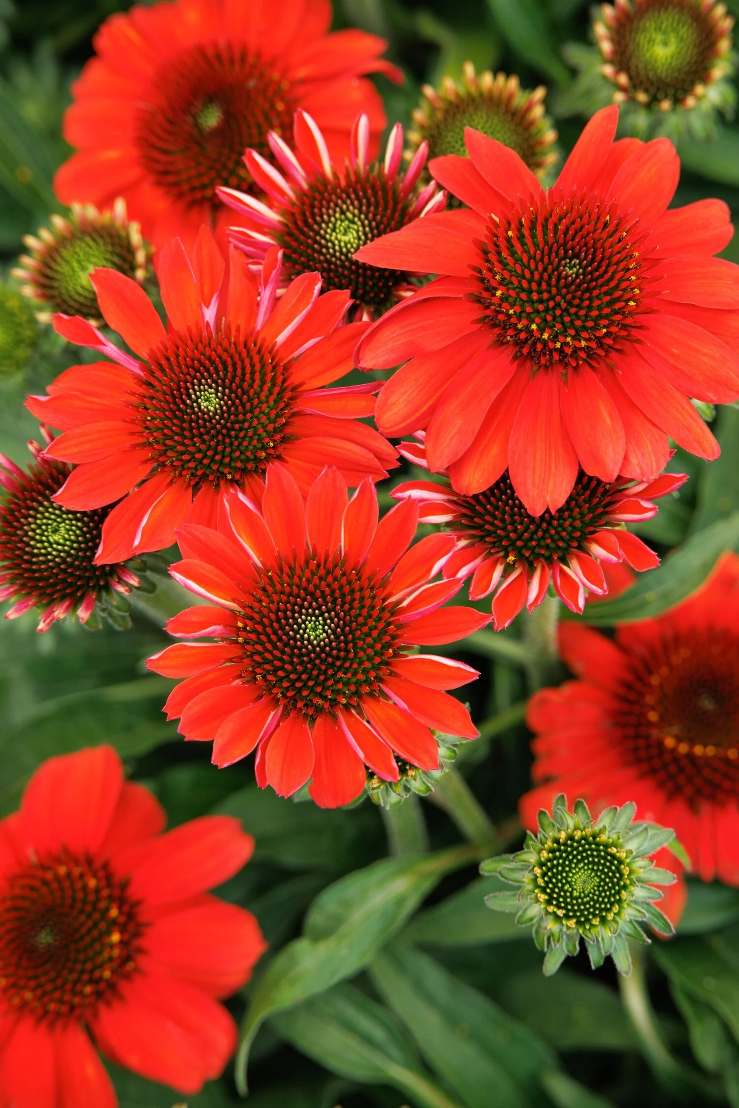 SunMagic™ Vintage Electric Orange Coneflower 10 SunMagic™ Vintage Electric Orange Coneflower