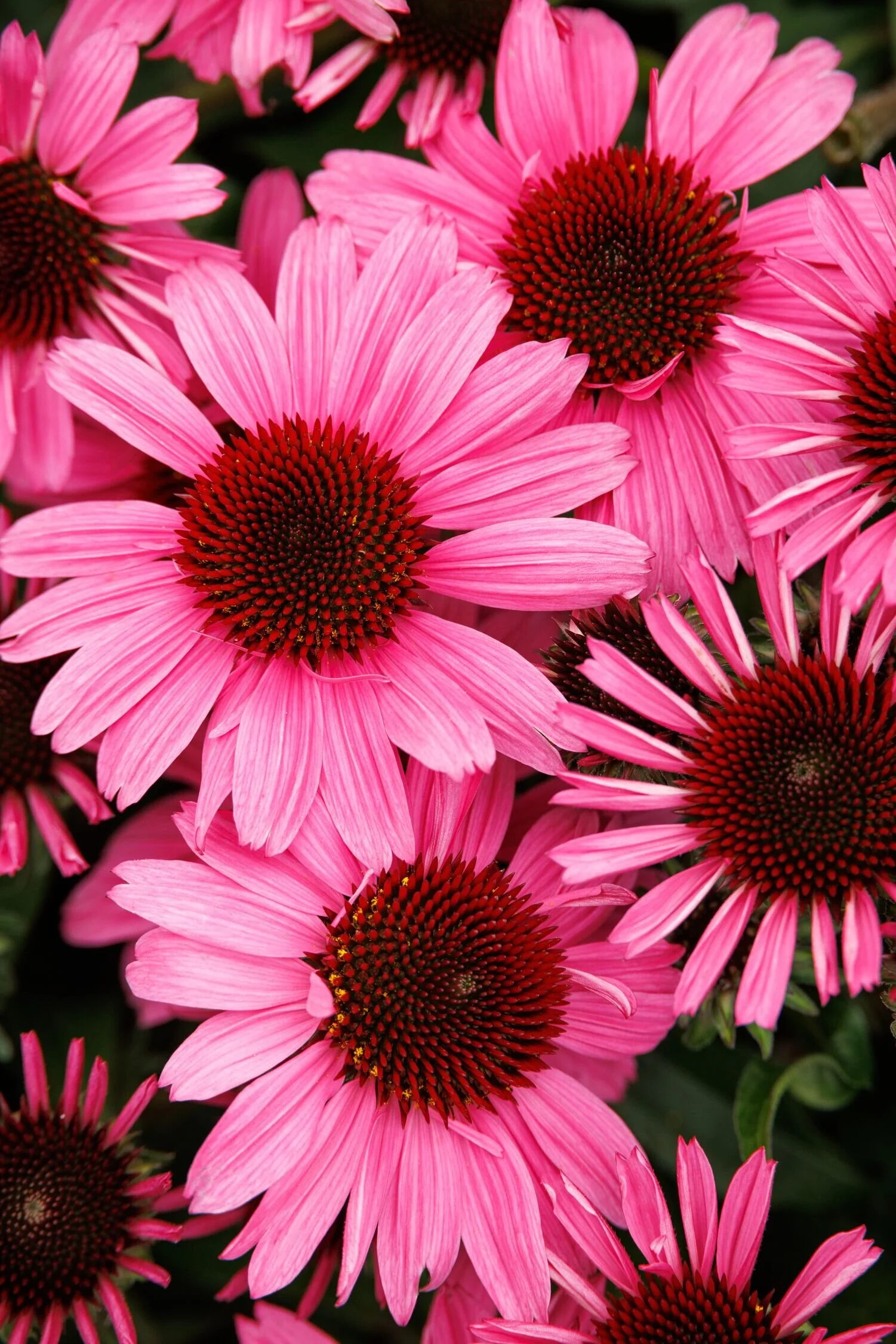 SunMagic™ Vintage Hot Pink Coneflower 9 SunMagic™ Vintage Hot Pink Coneflower