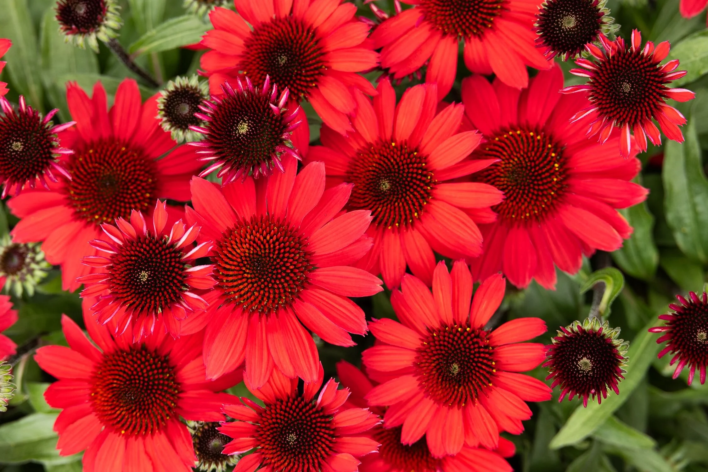 SunMagic™ Vintage Hot Red Coneflower 1 SunMagic™ Vintage Hot Red Coneflower