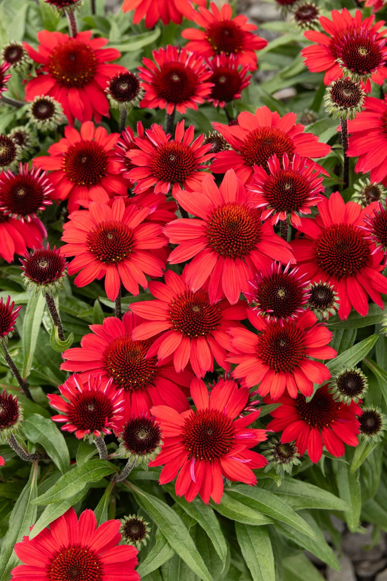 SunMagic™ Vintage Hot Red Coneflower 2 SunMagic™ Vintage Hot Red Coneflower