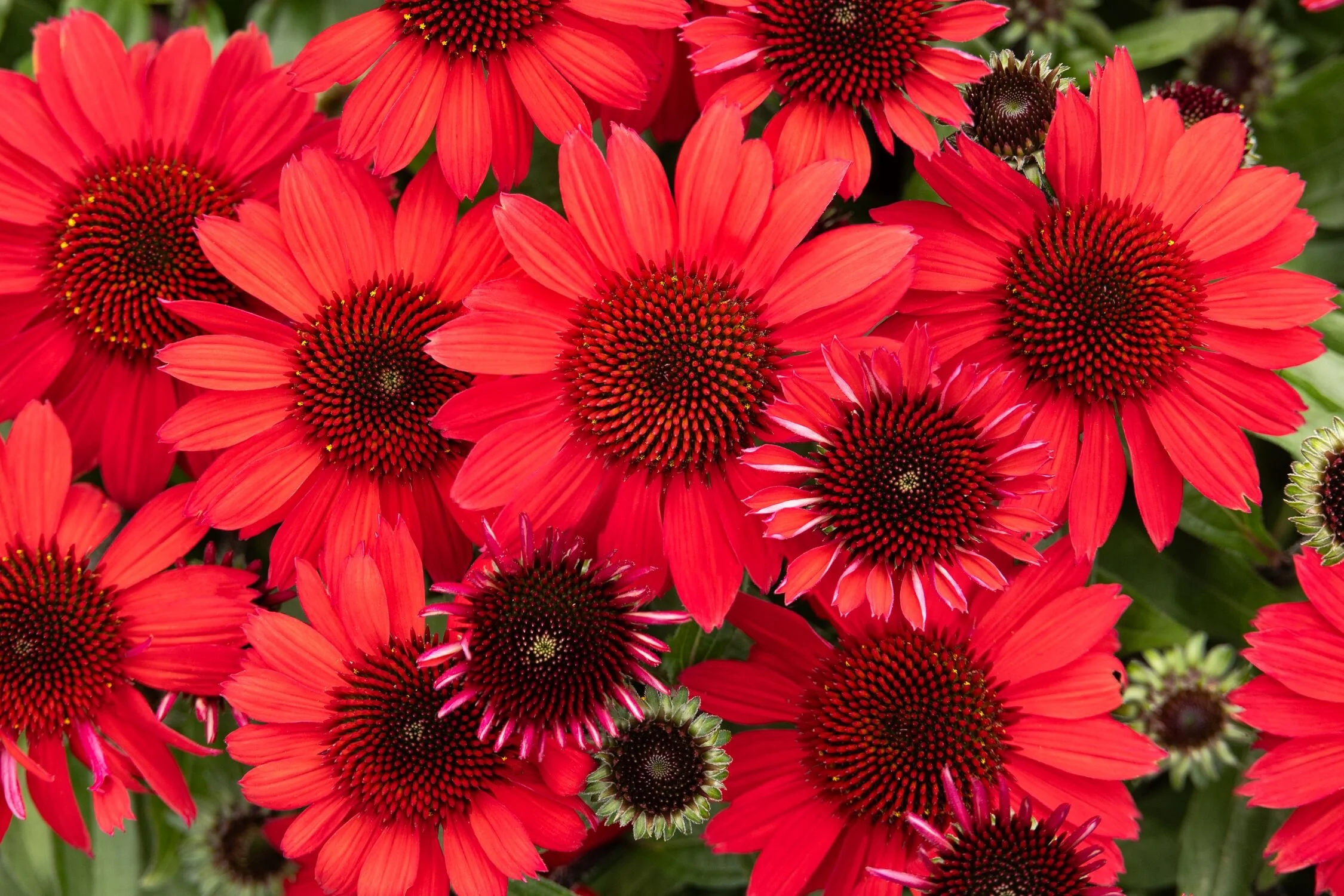 SunMagic™ Vintage Hot Red Coneflower 3 SunMagic™ Vintage Hot Red Coneflower