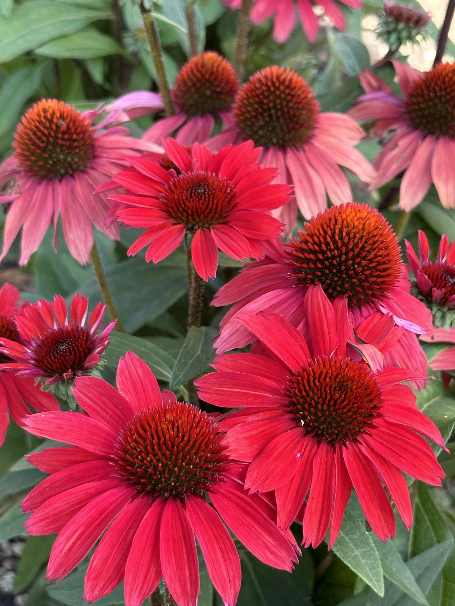 SunMagic™ Vintage Hot Red Coneflower 4 SunMagic™ Vintage Hot Red Coneflower